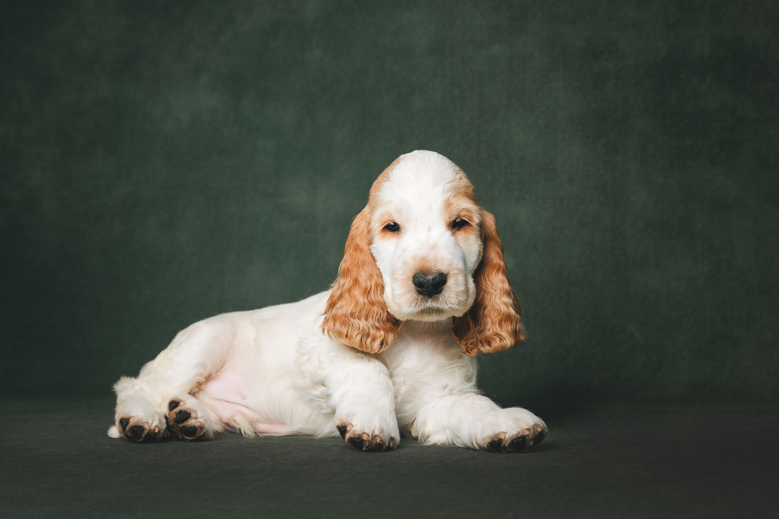 Английские коккер-спаниели. Фотограф анималист Осипчикова Мария