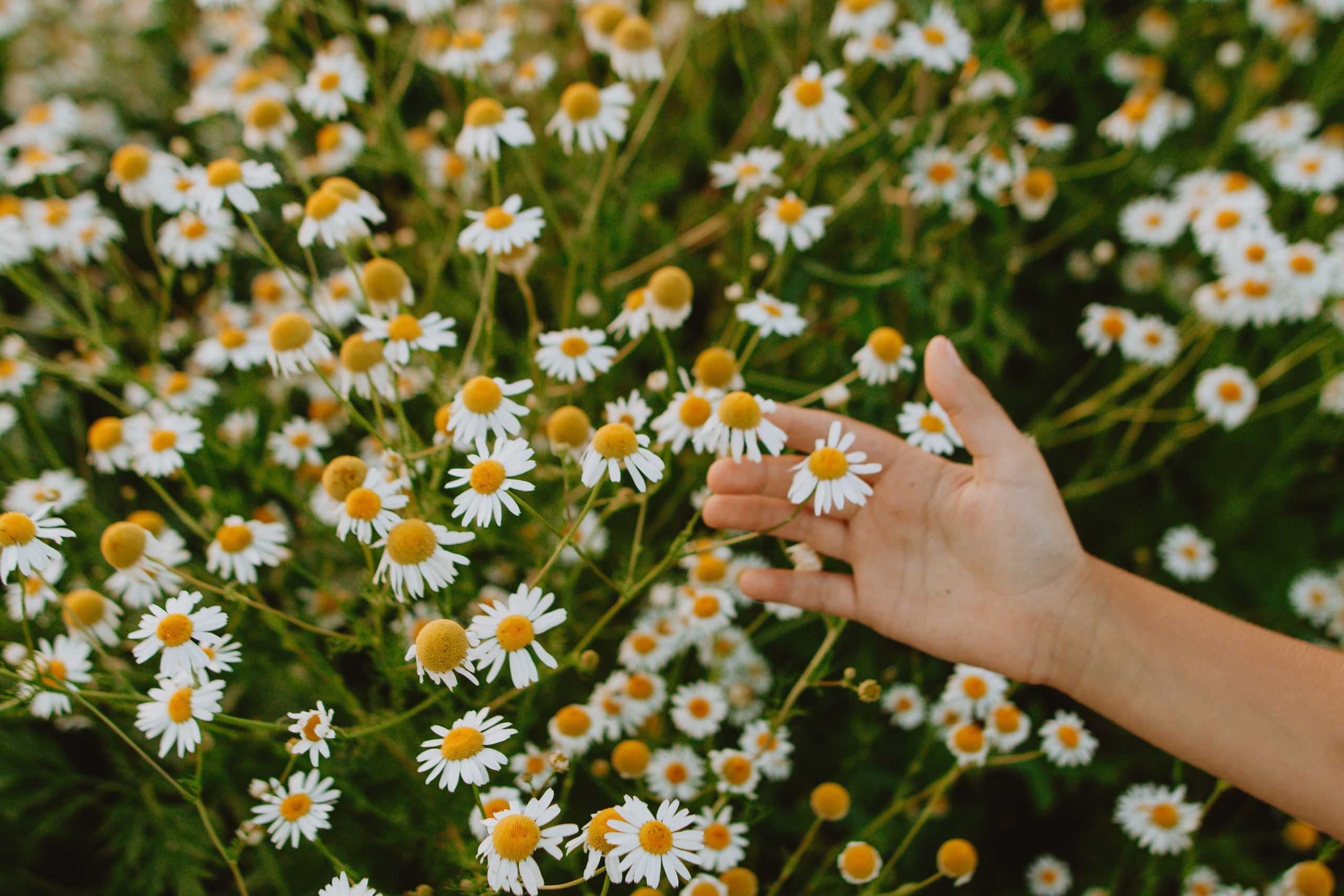 Девочка в ромашках. Семейный фотограф в Рязани Харламова Влада