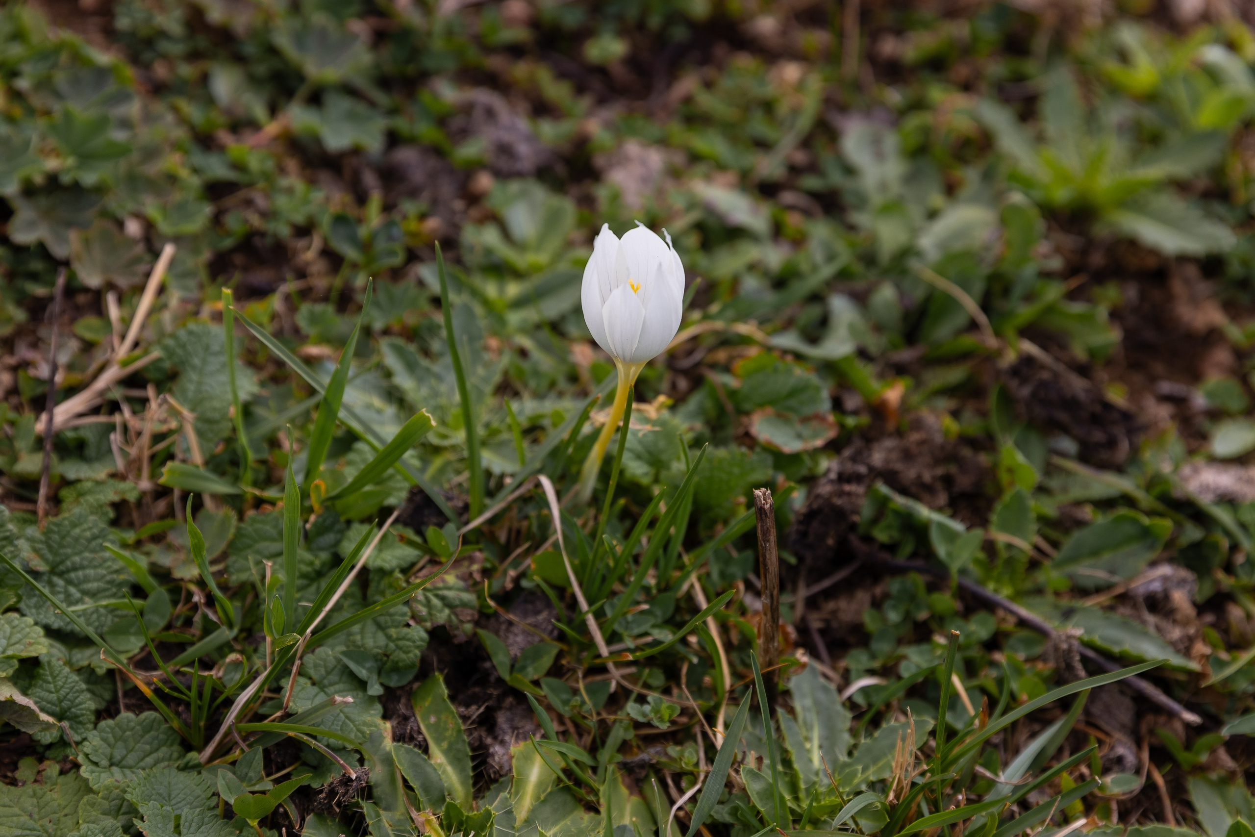 Катя. Фотосъёмка Сочи, Адлер, Красная Поляна