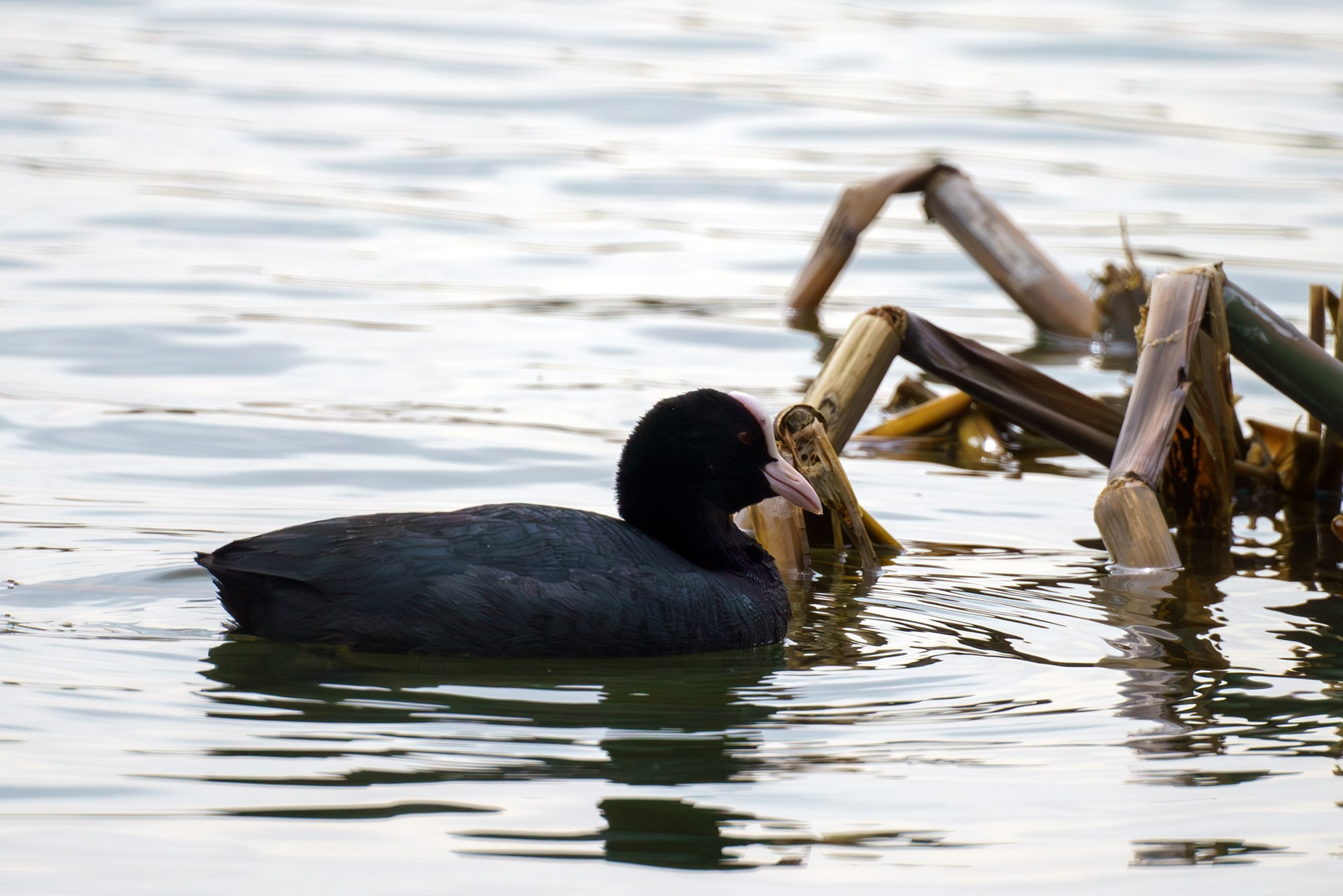Удивительные мир птиц. Вокруг нас столько прекрасного — присмотритесь!. Ваш личный фотограф Марина Волкова