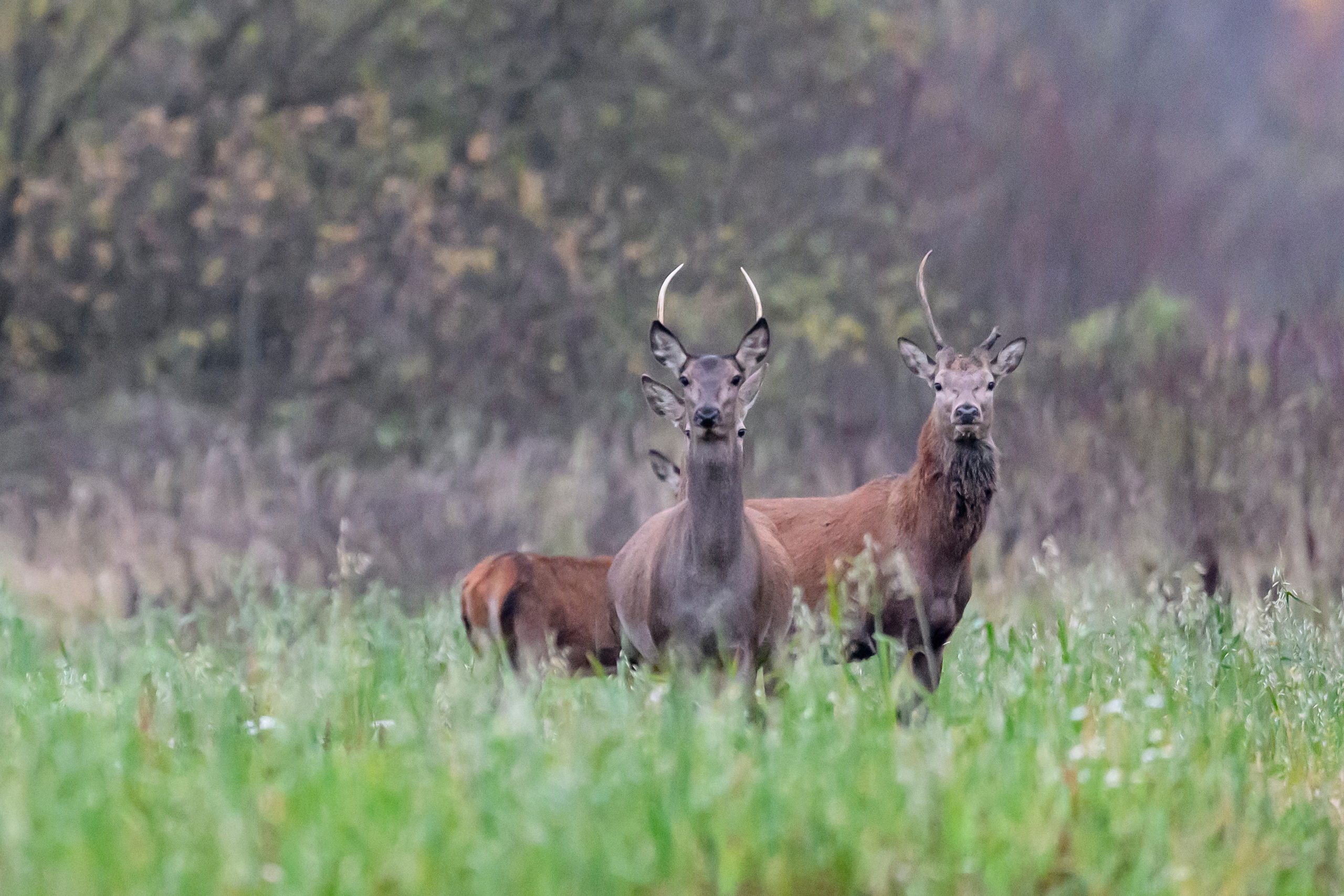 Олени III. Wildlife photography by Sergey Puponin