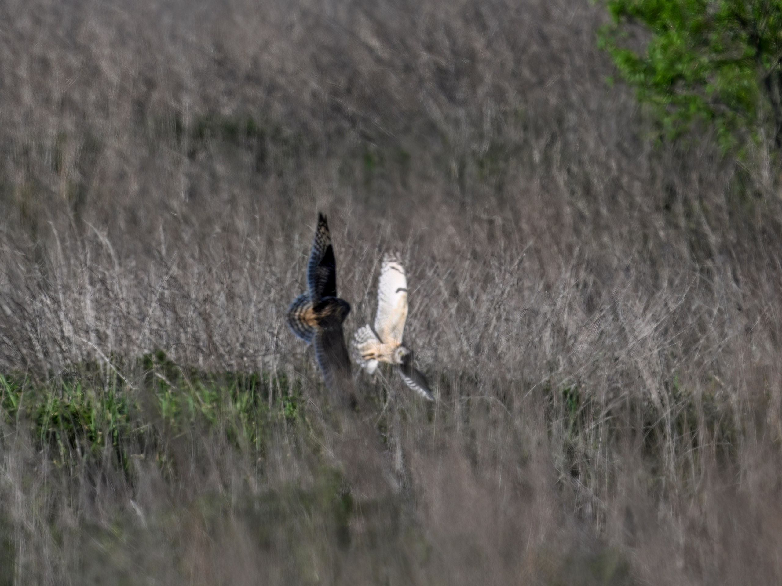 Драки лысух и лунь. Wildlife photography by Sergey Puponin