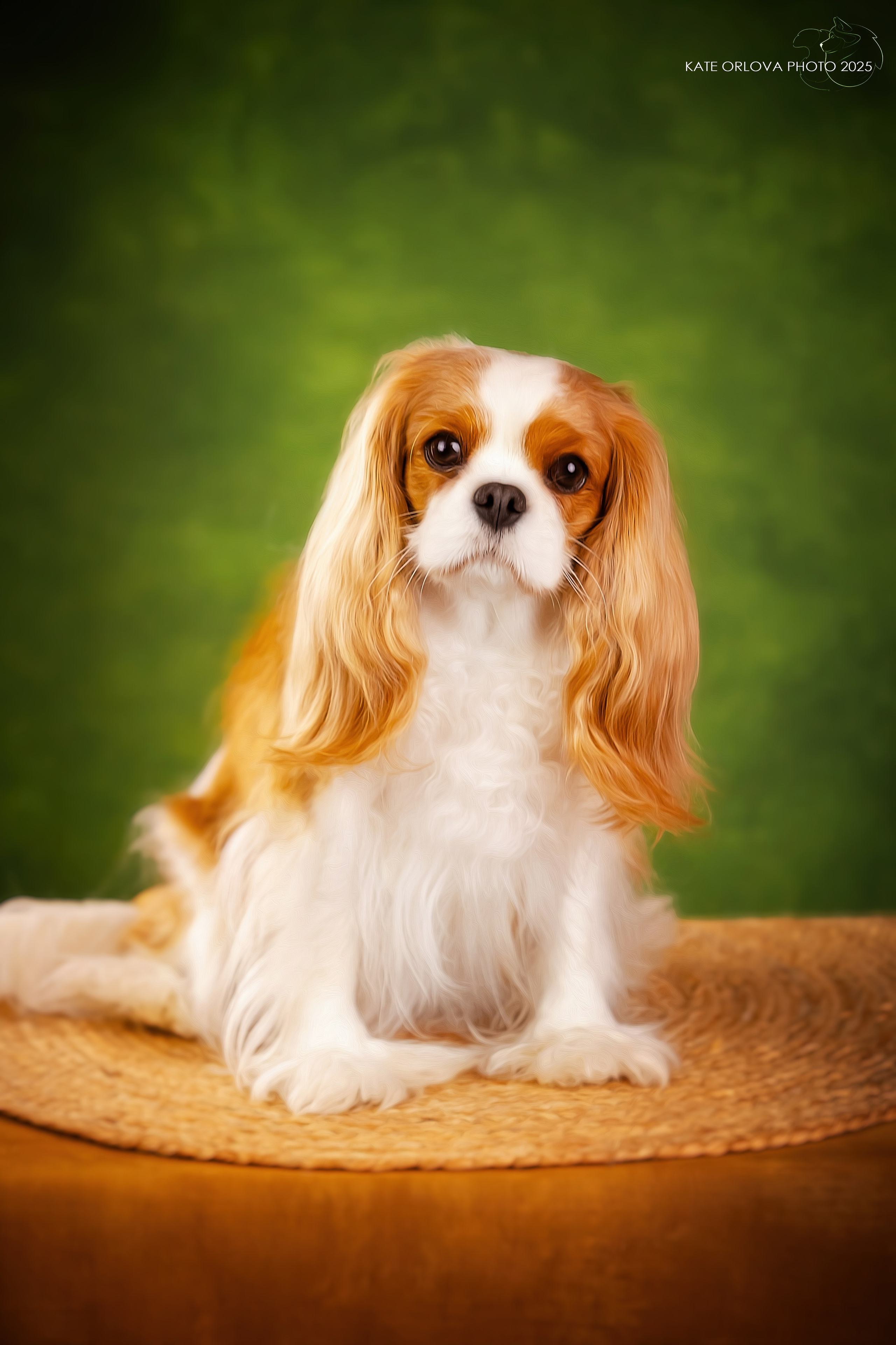 Суки. Питомник кавалер кинг чарльз спаниелей