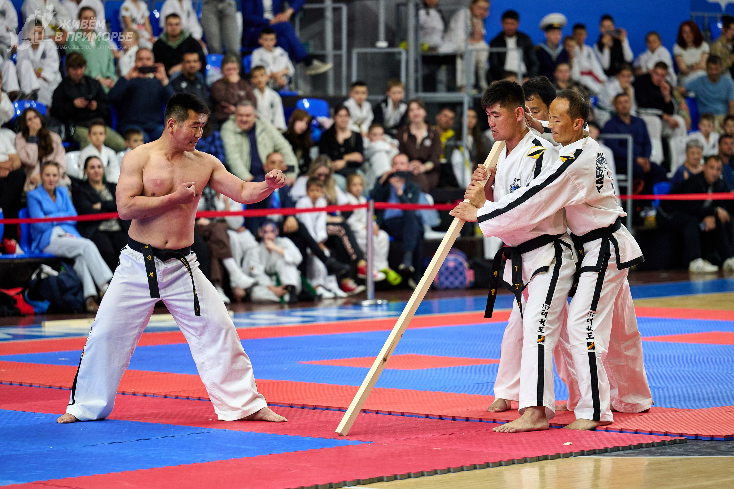 Кубок губернатора по тхэквондо. Профессиональный репортажный фотограф Инесса Иминова