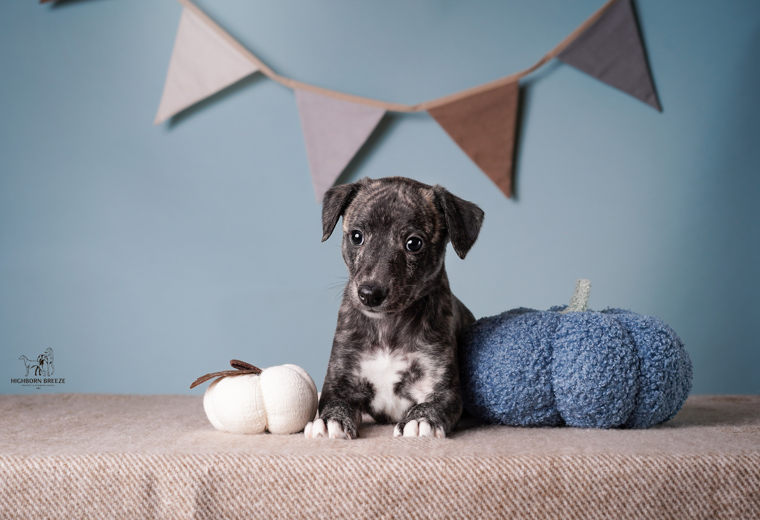 Щенки уиппета. Фотограф-анималист в Санкт-Петербурге Яна Мартынова
