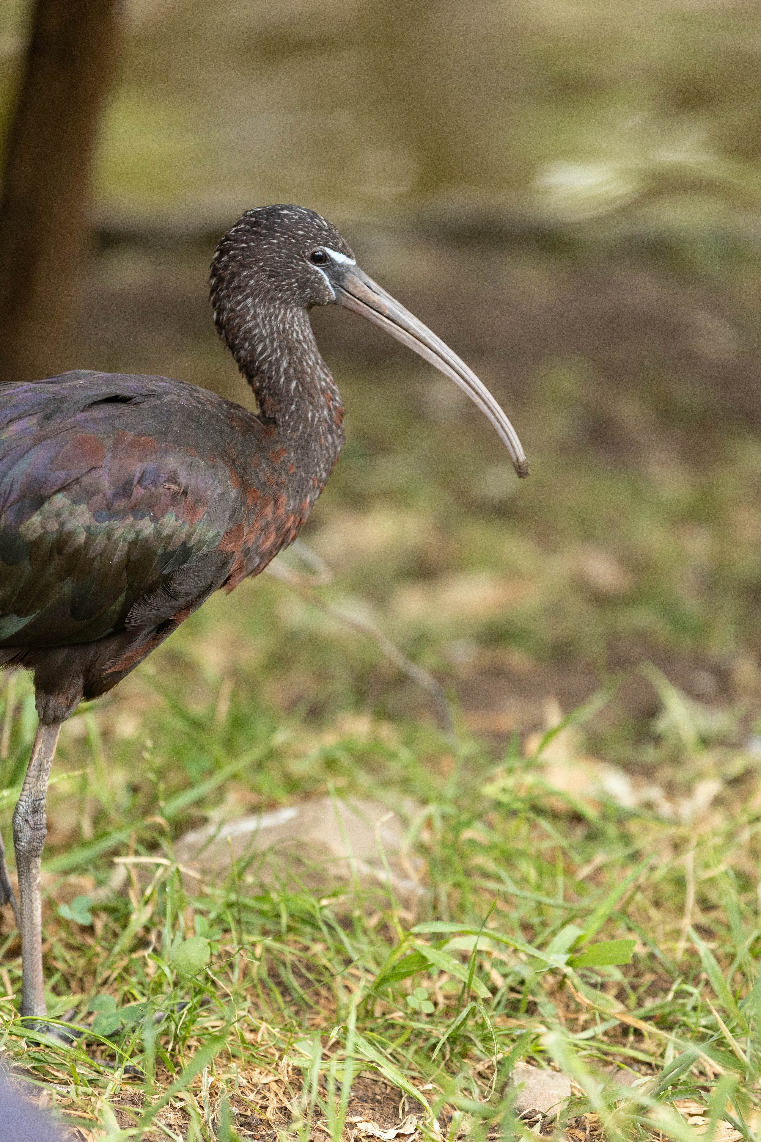 Зоопарк Малинки. Фотограф-АниМалист Анна Абрамова