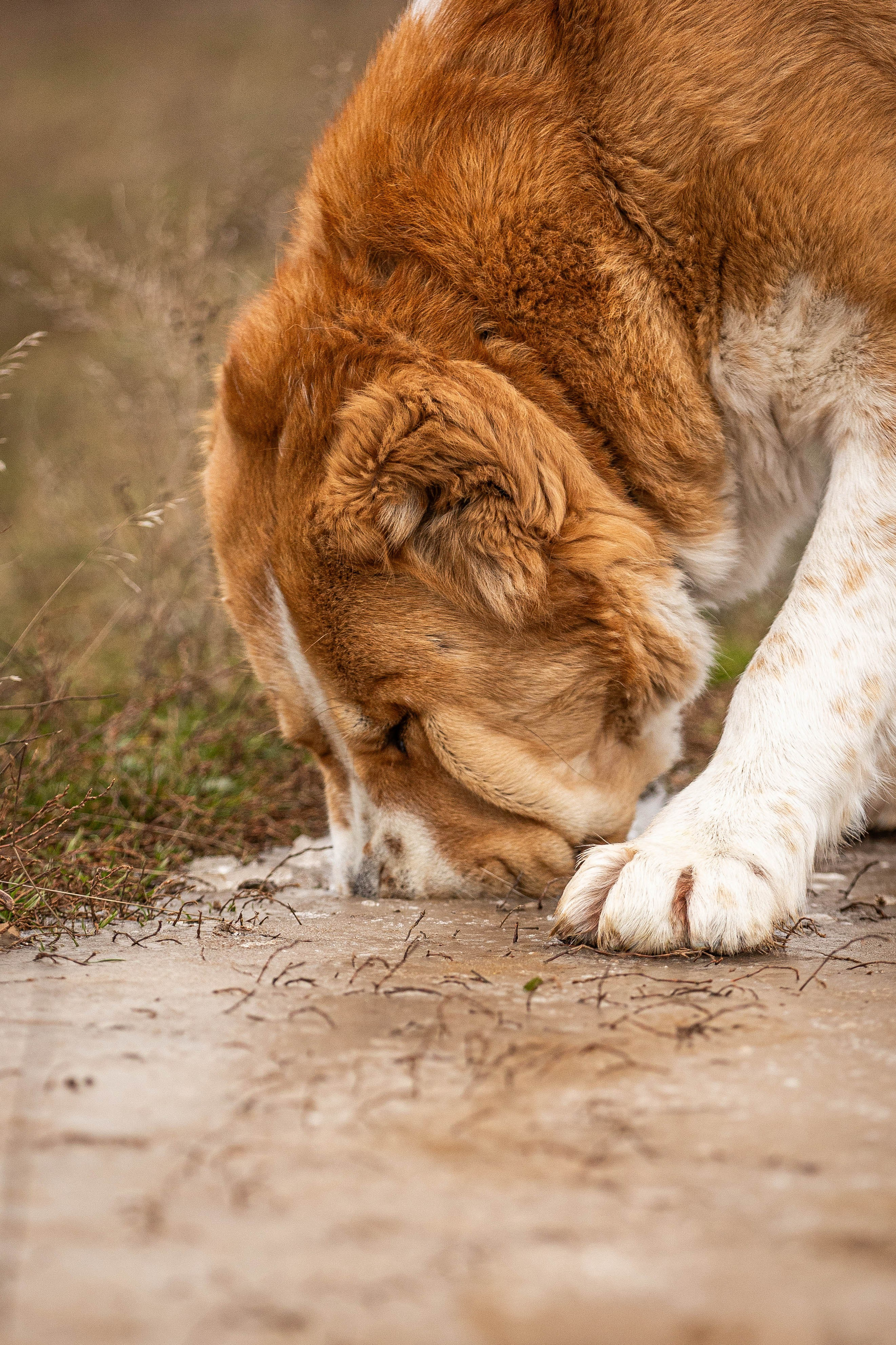 Пальма. Фотограф-АниМалист Анна Абрамова