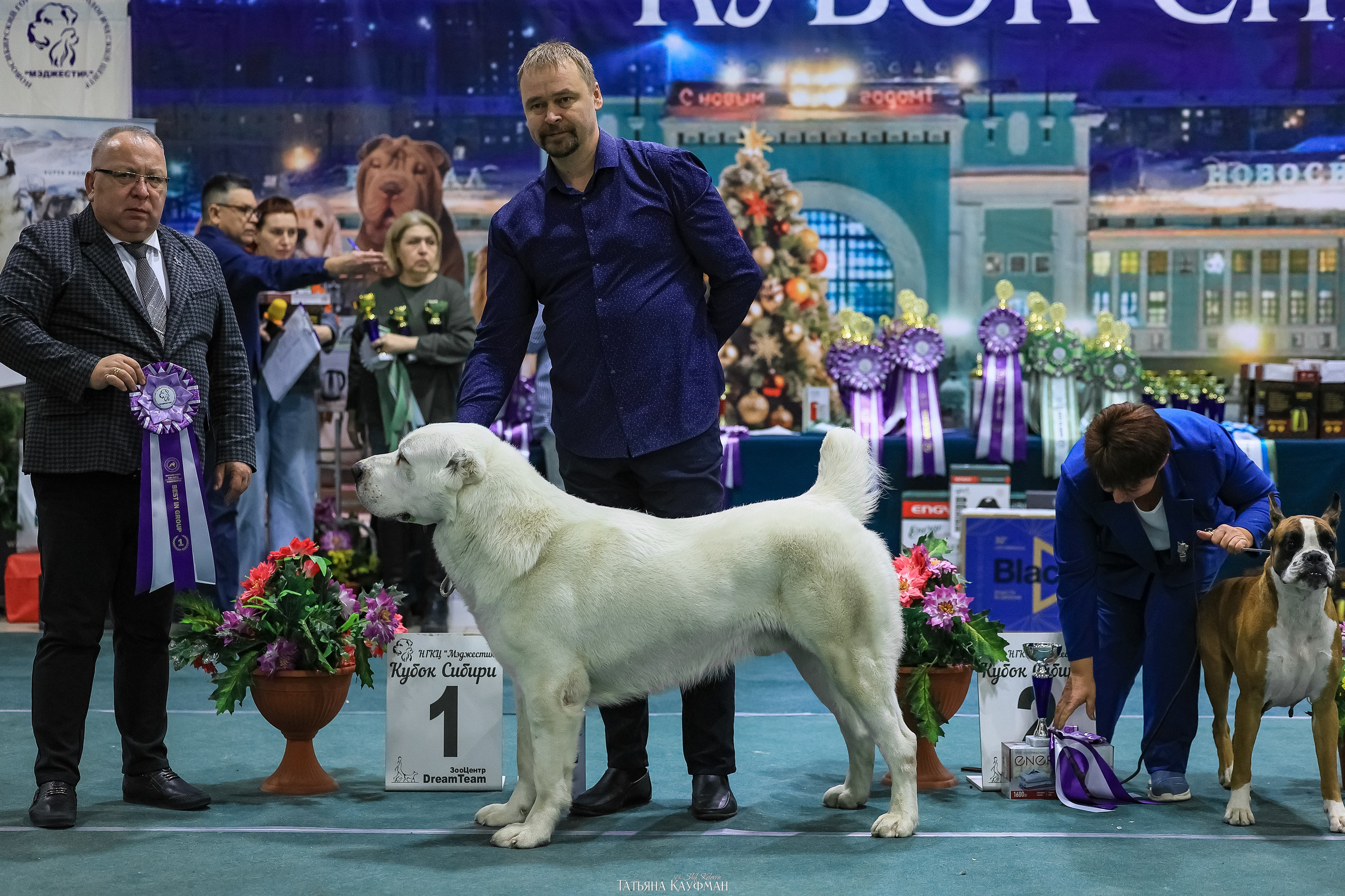 6-7.12.25 — 1-4 Национальные выставки собак в Новосибирске (2х рейтинговые). Фотограф Анималист из Новосибирска Татьяна Кауфман