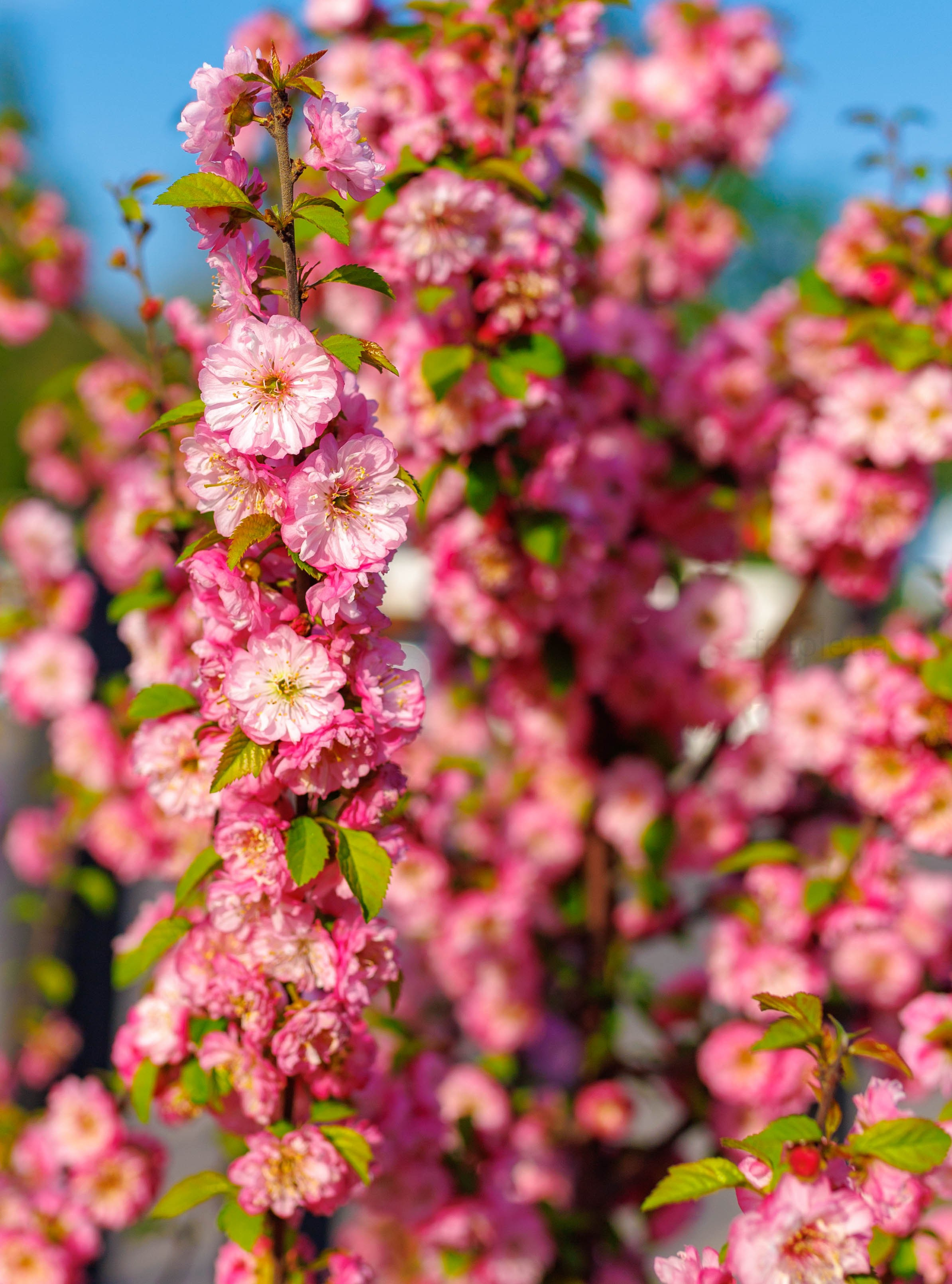 Фотографии природы Липецка. Свадебный и семейный фотограф Виолетта в Липецке