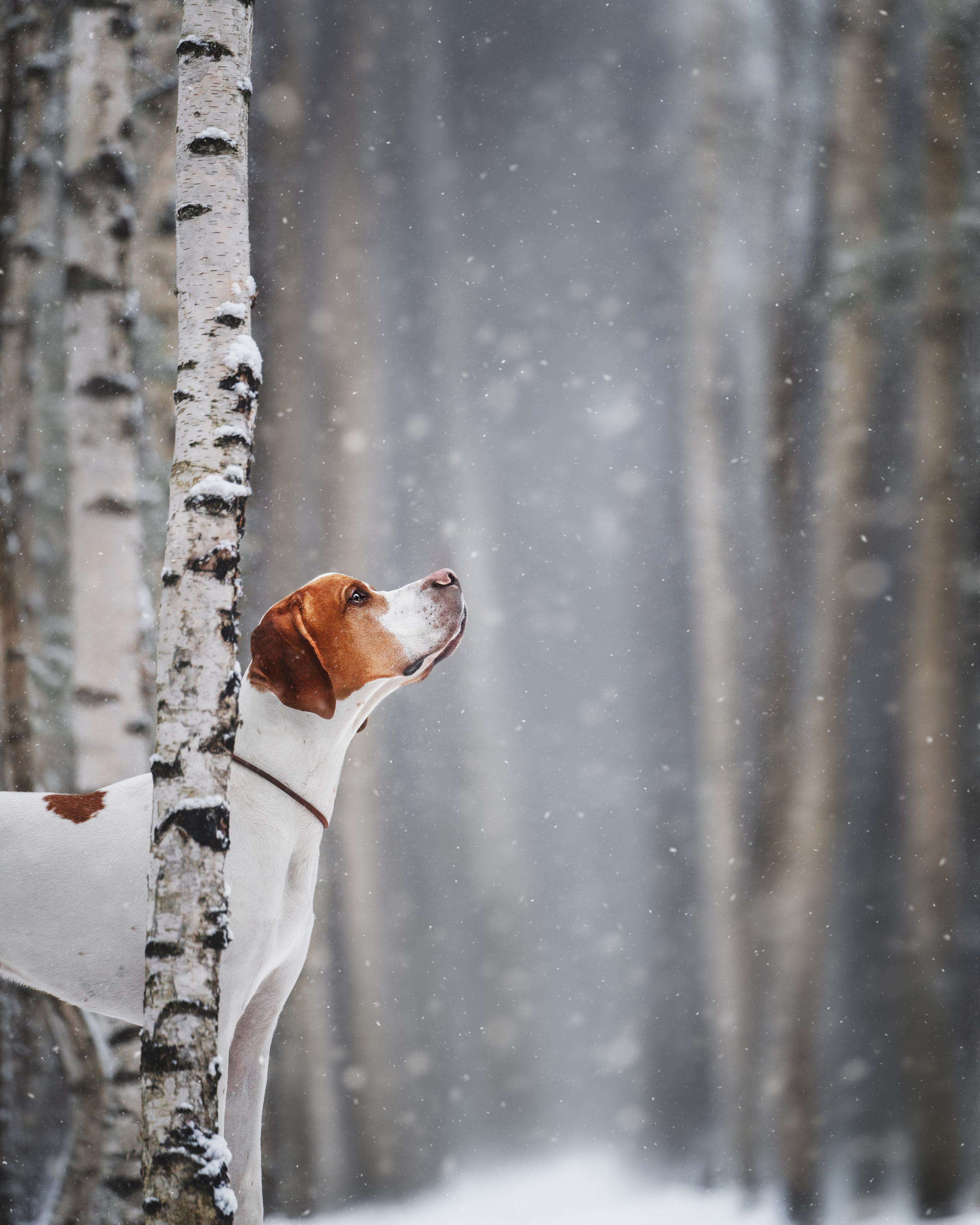 Маккензи. Фотограф анималист Осипчикова Мария