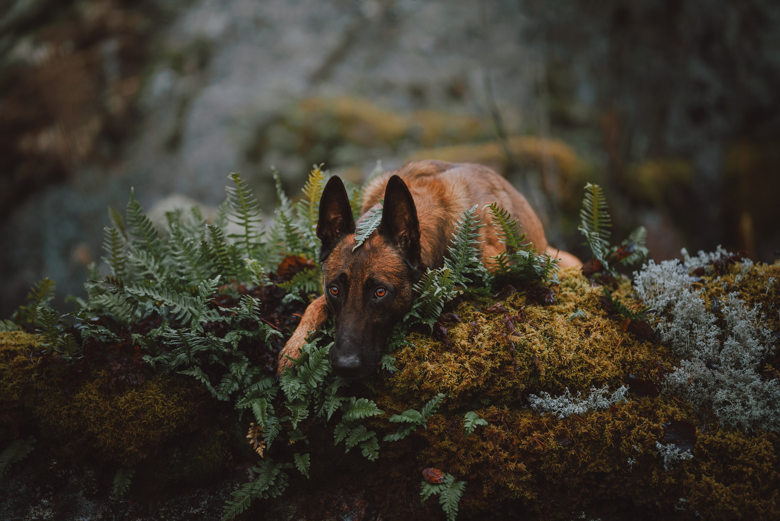 Раш. Фотограф анималист Осипчикова Мария