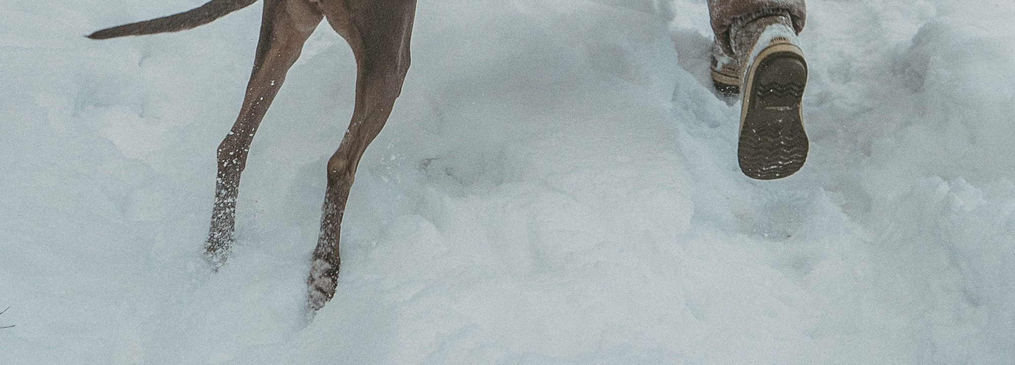 Лена и Фанни. Фотограф анималист в Москве и Санкт-Петербурге Свиридова Анна