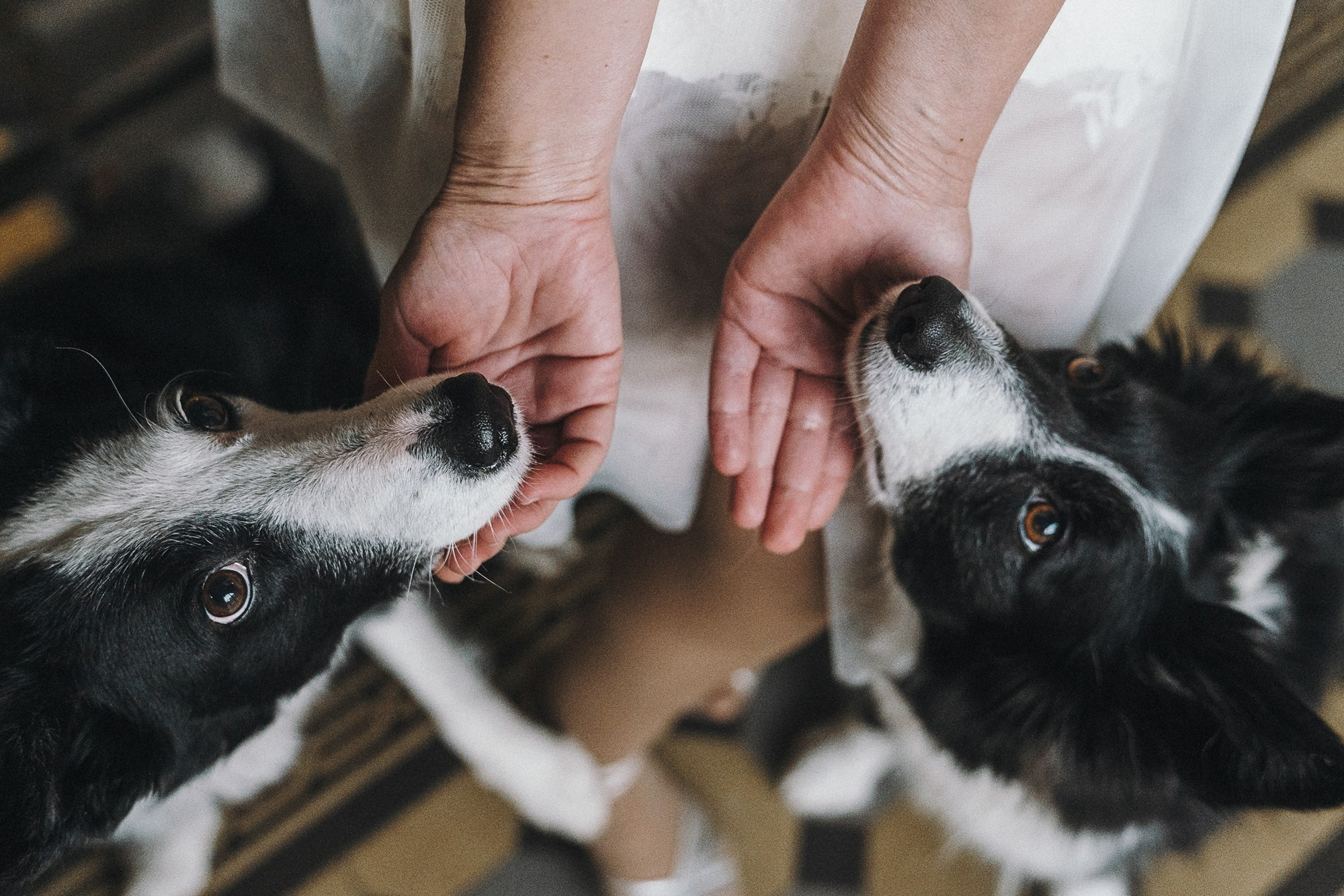 Таня, Марта и Клипса. Фотограф анималист в Москве и Санкт-Петербурге Свиридова Анна