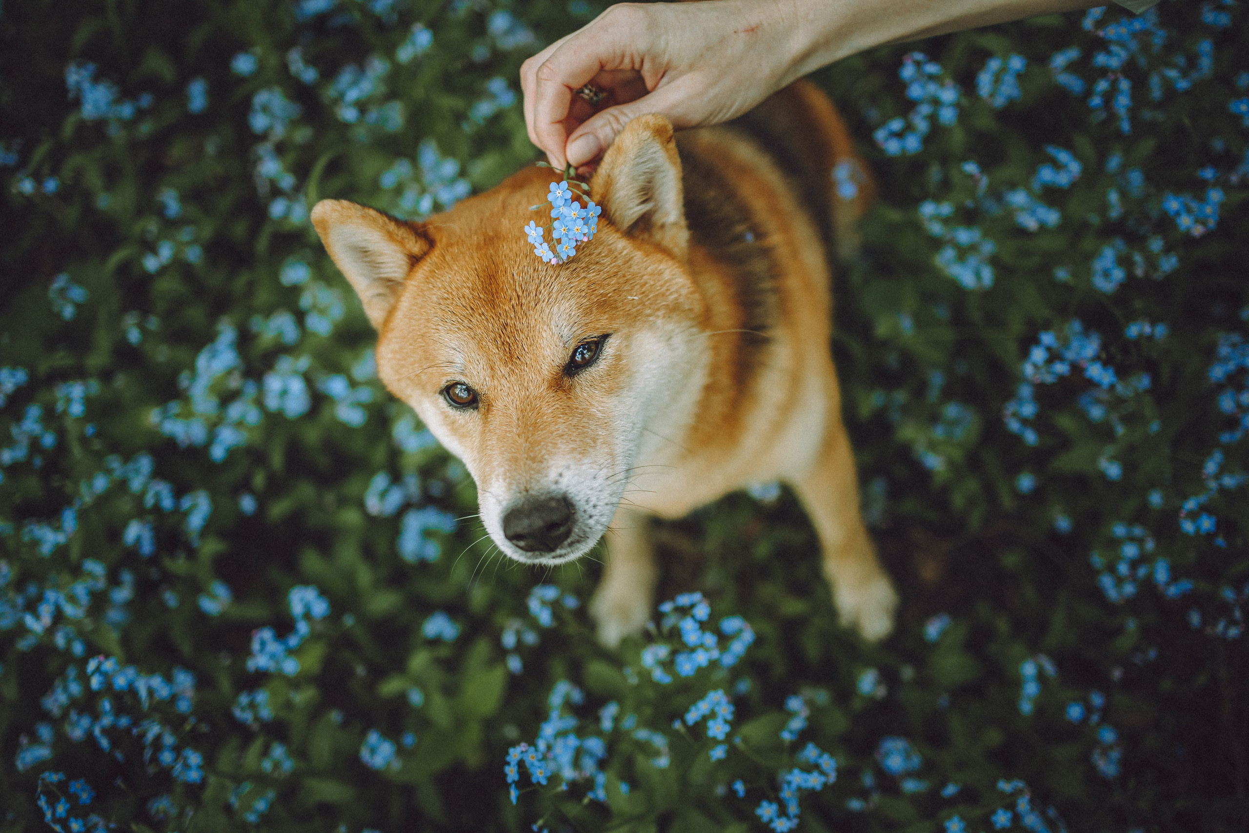 Шед, Цири, Чиби, Цера и их семья