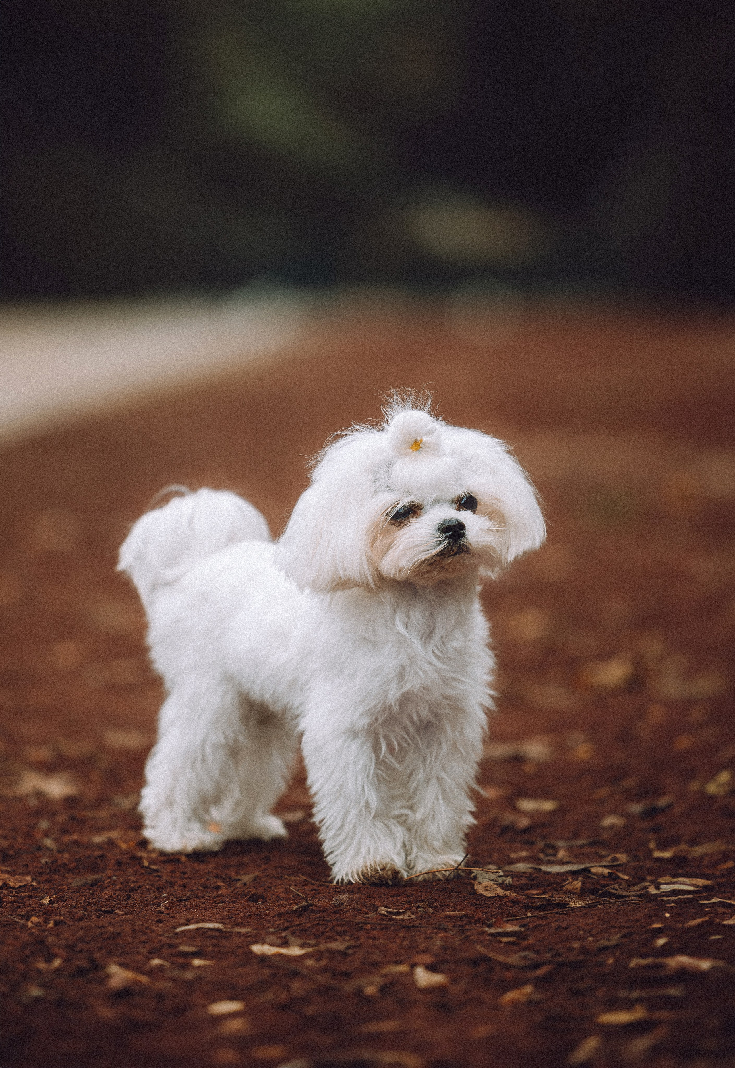 Настя и Гоша