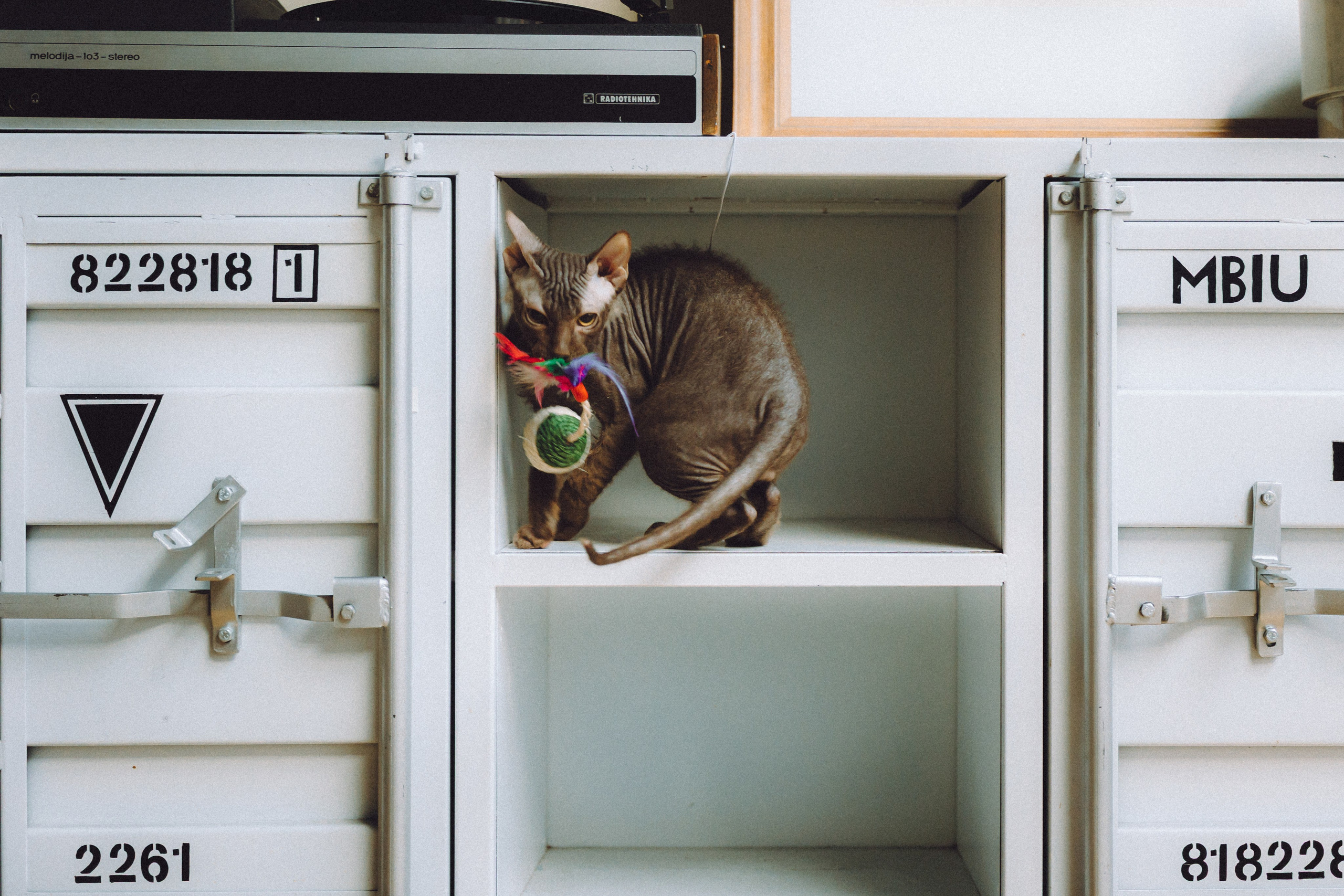 Кокос, Света, Динара и Вилли