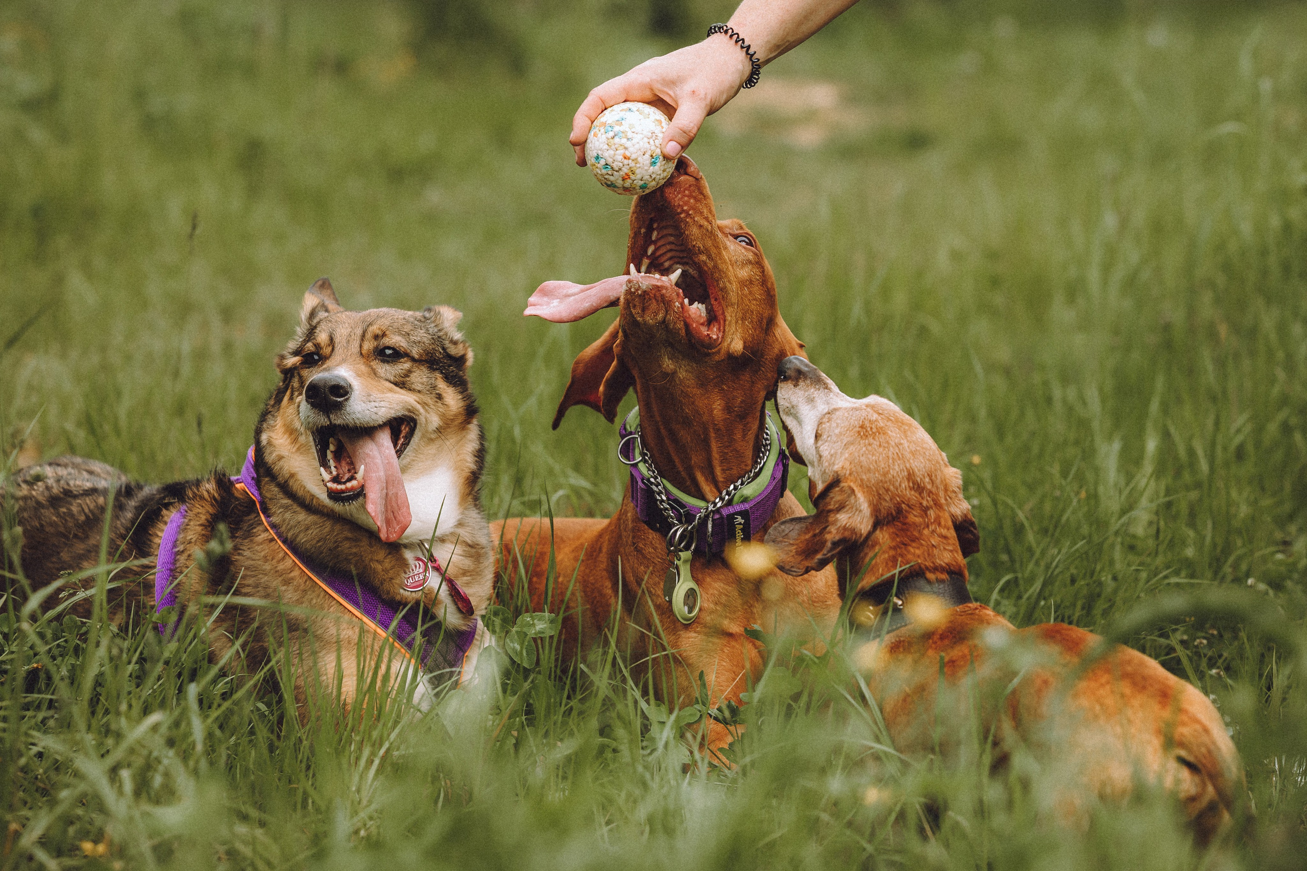 Груша, Данни, Фунтик и их семья