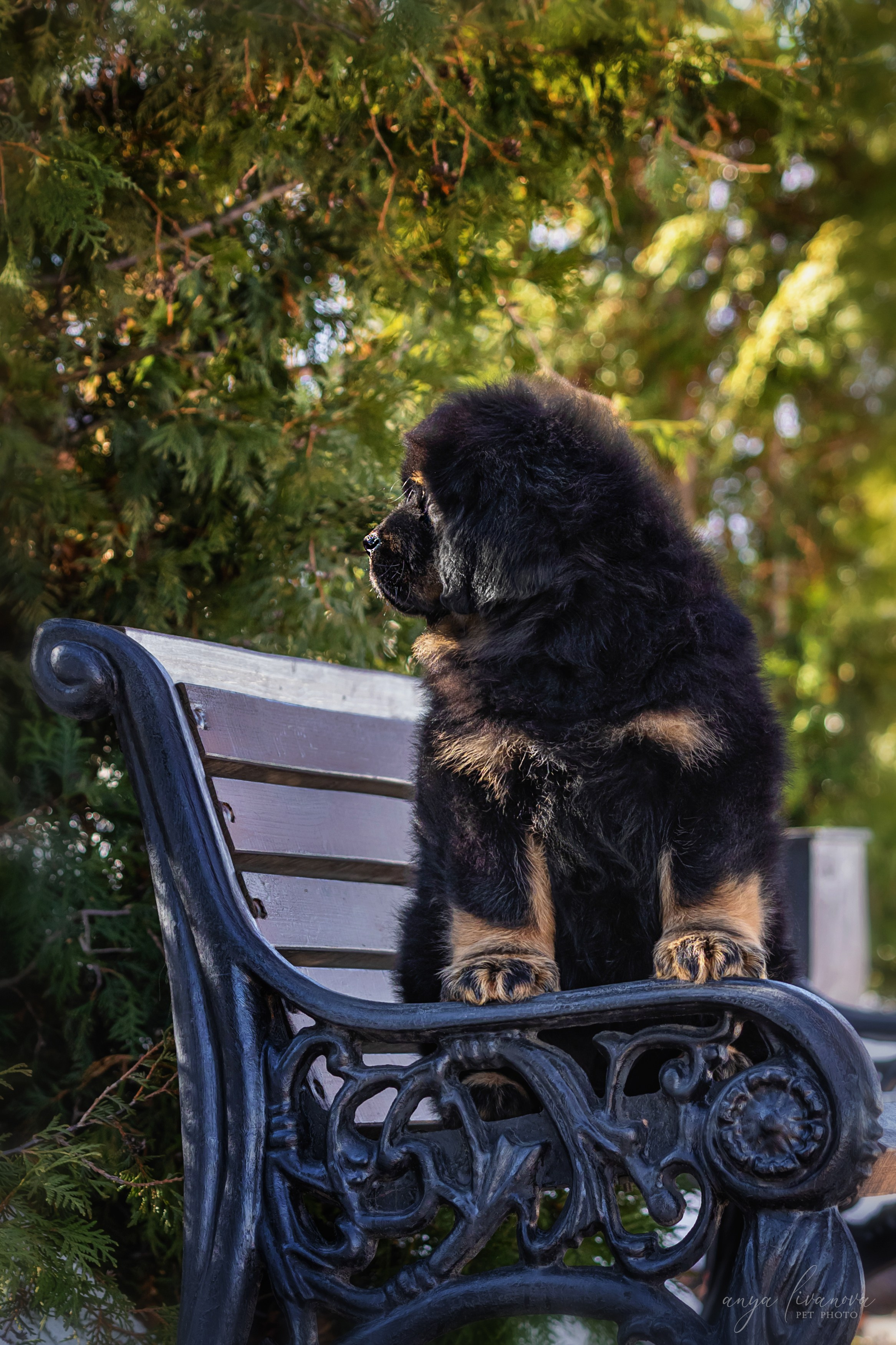 Тибеты. Фотограф анималист Аня Ливанова | Рыбинск