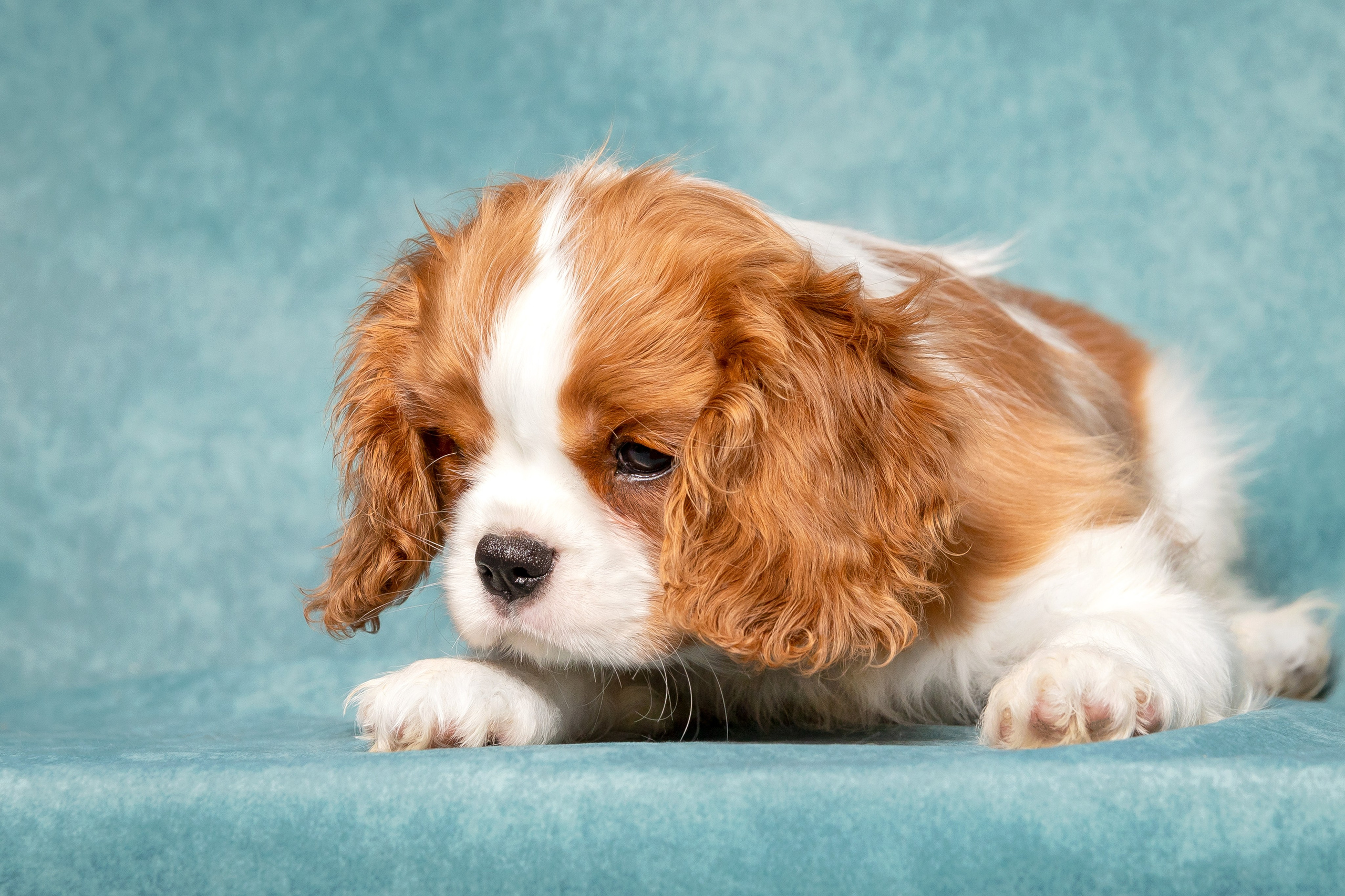 Кавалер Кинг Чарльз спаниель. Юлия Микульская. Рыбинск