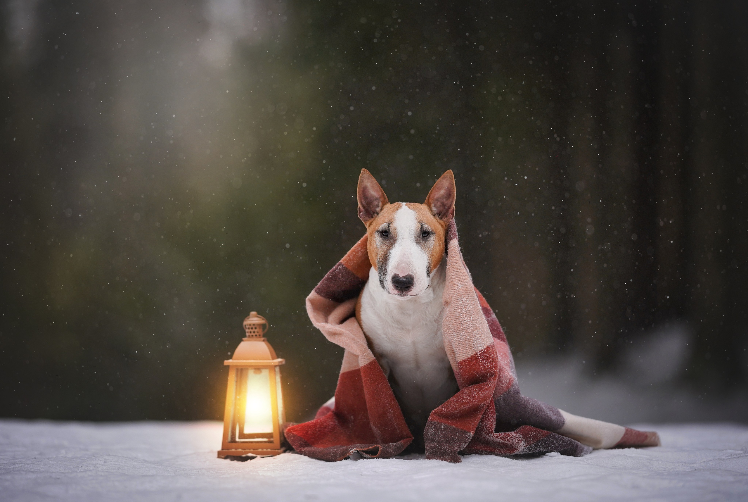 Юни и Панда. Фотограф-анималист в Санкт-Петербурге Яна Мартынова