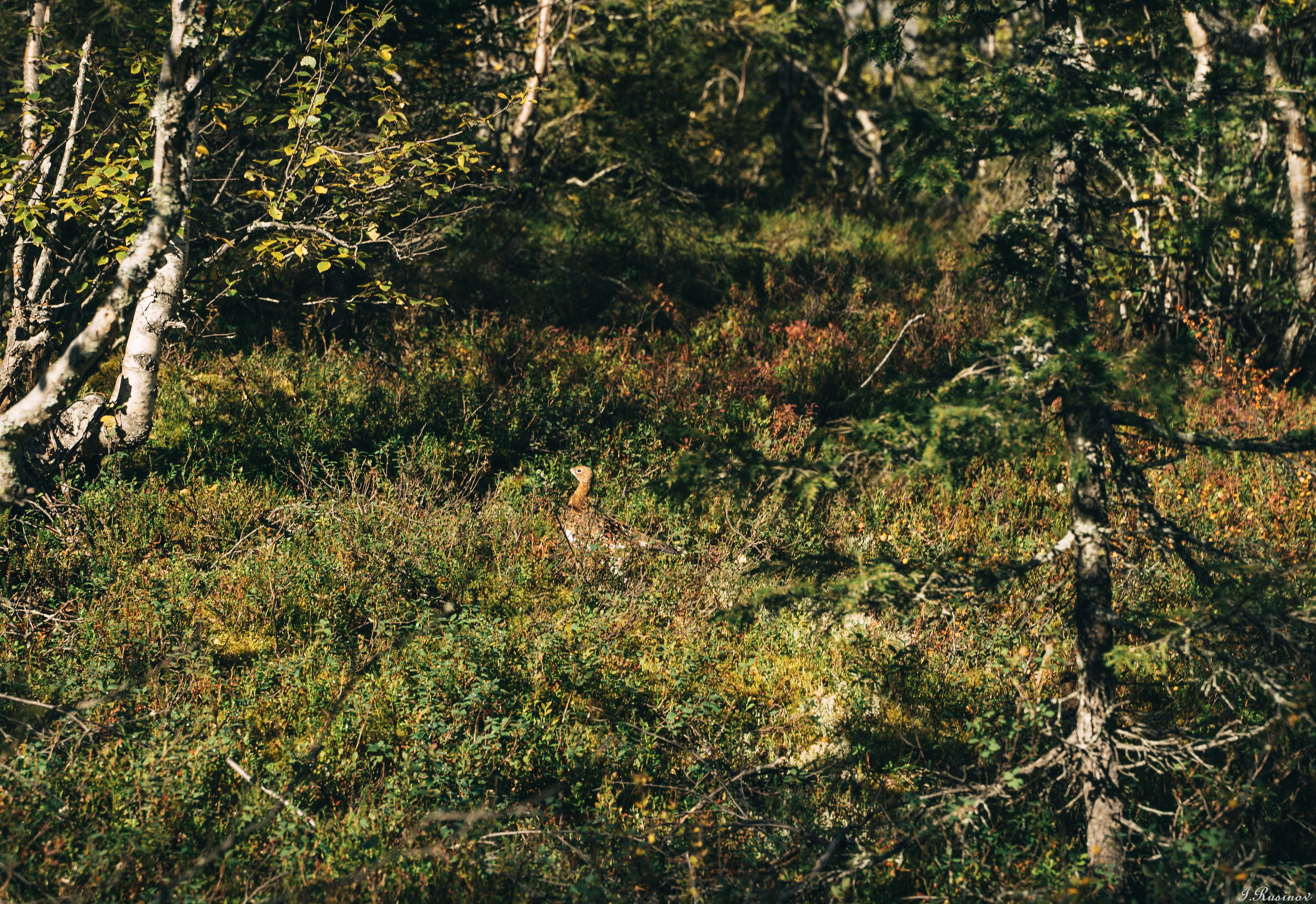 ХИБИНЫ 2021 г. Event фотограф Степанова Александра