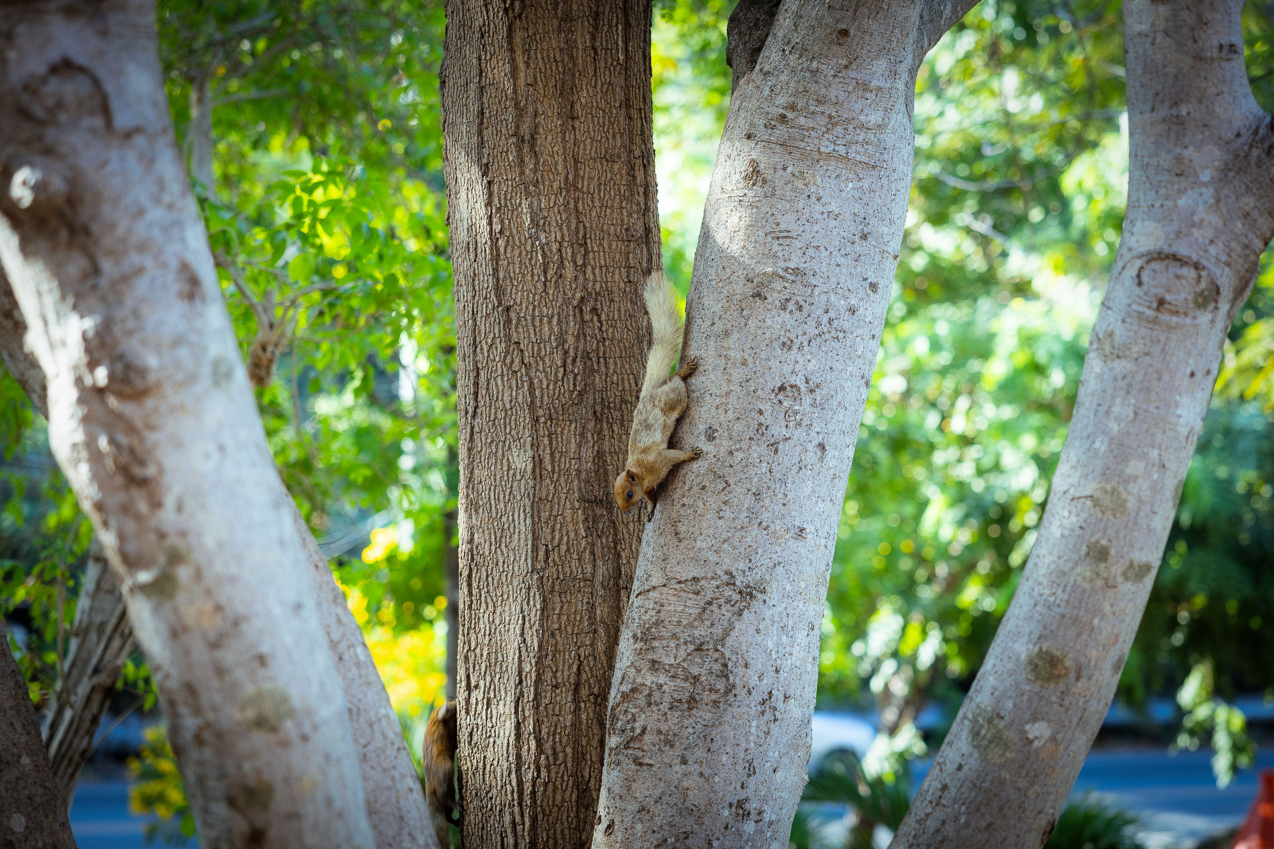 Таиланд (зима 2025). Фотограф Виноградов Константин