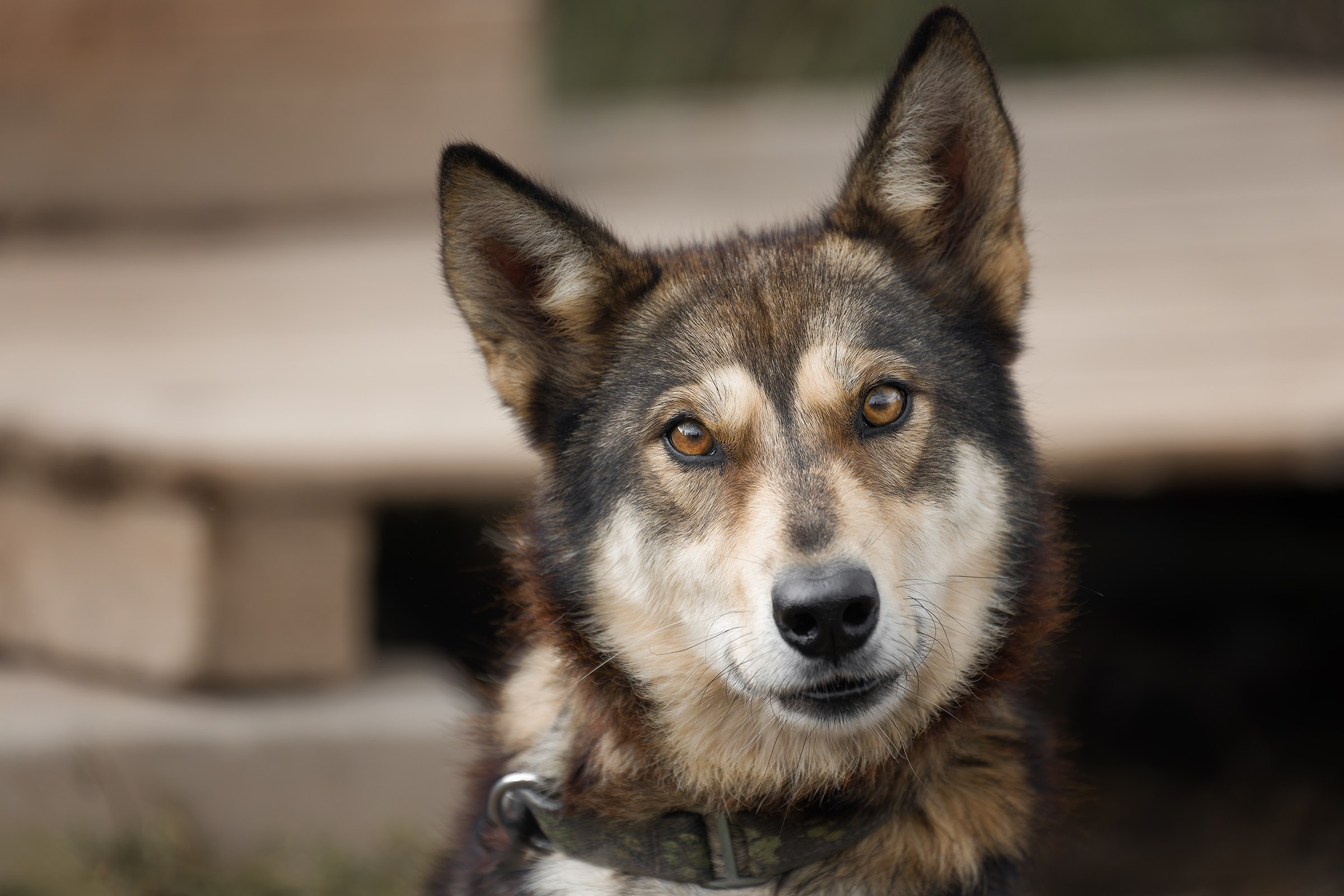 Собаки приюта «Дом северной собаки». Irenephoto.ru