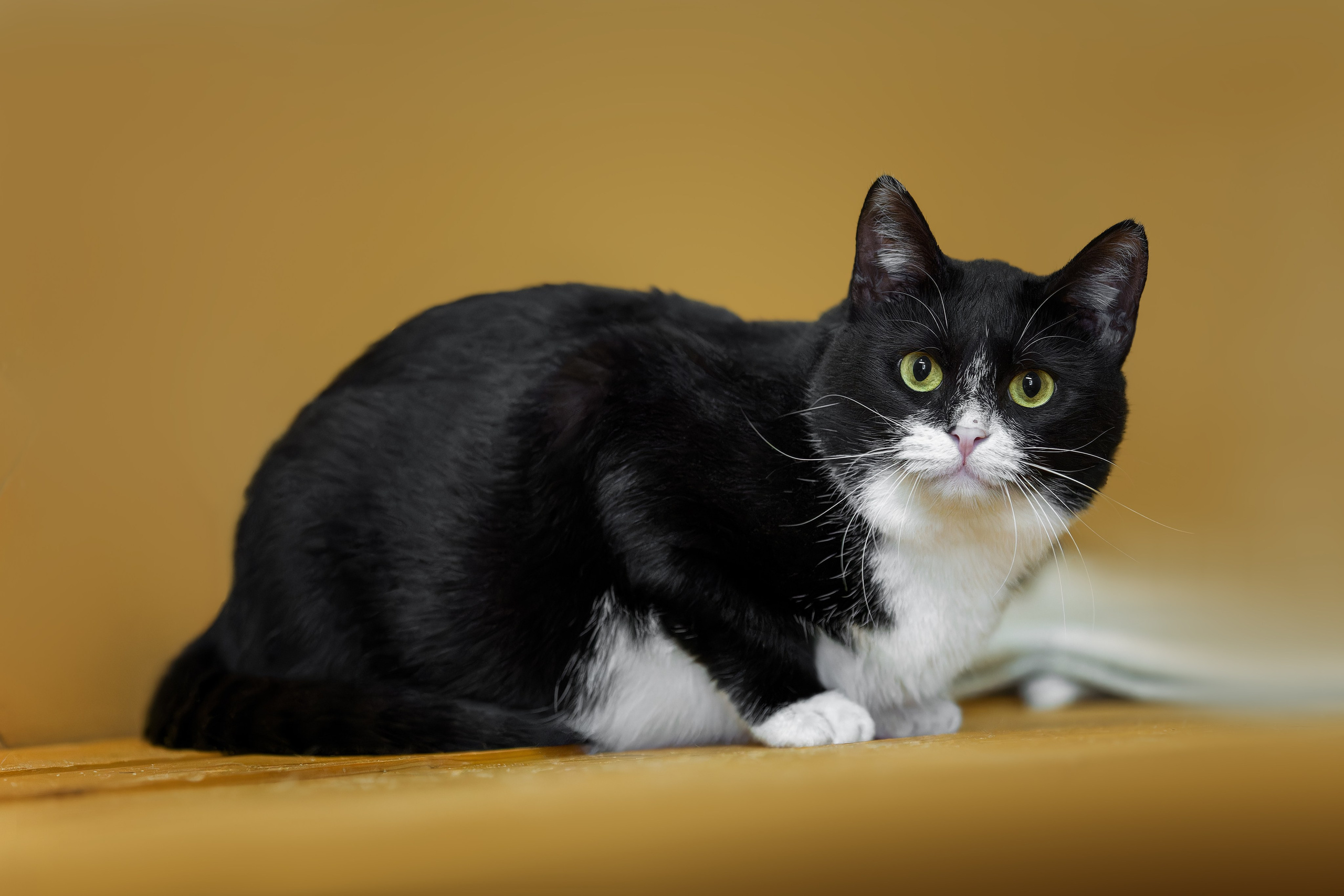 Кошки и котята в приютах. Irenephoto.ru