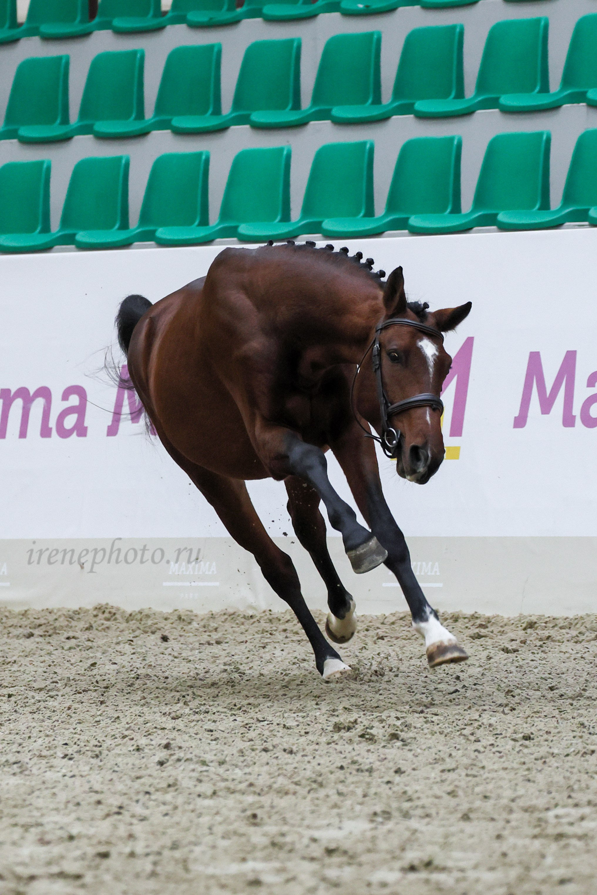 Конная Россия 2024 Оценка двигательных качеств. Irenephoto.ru