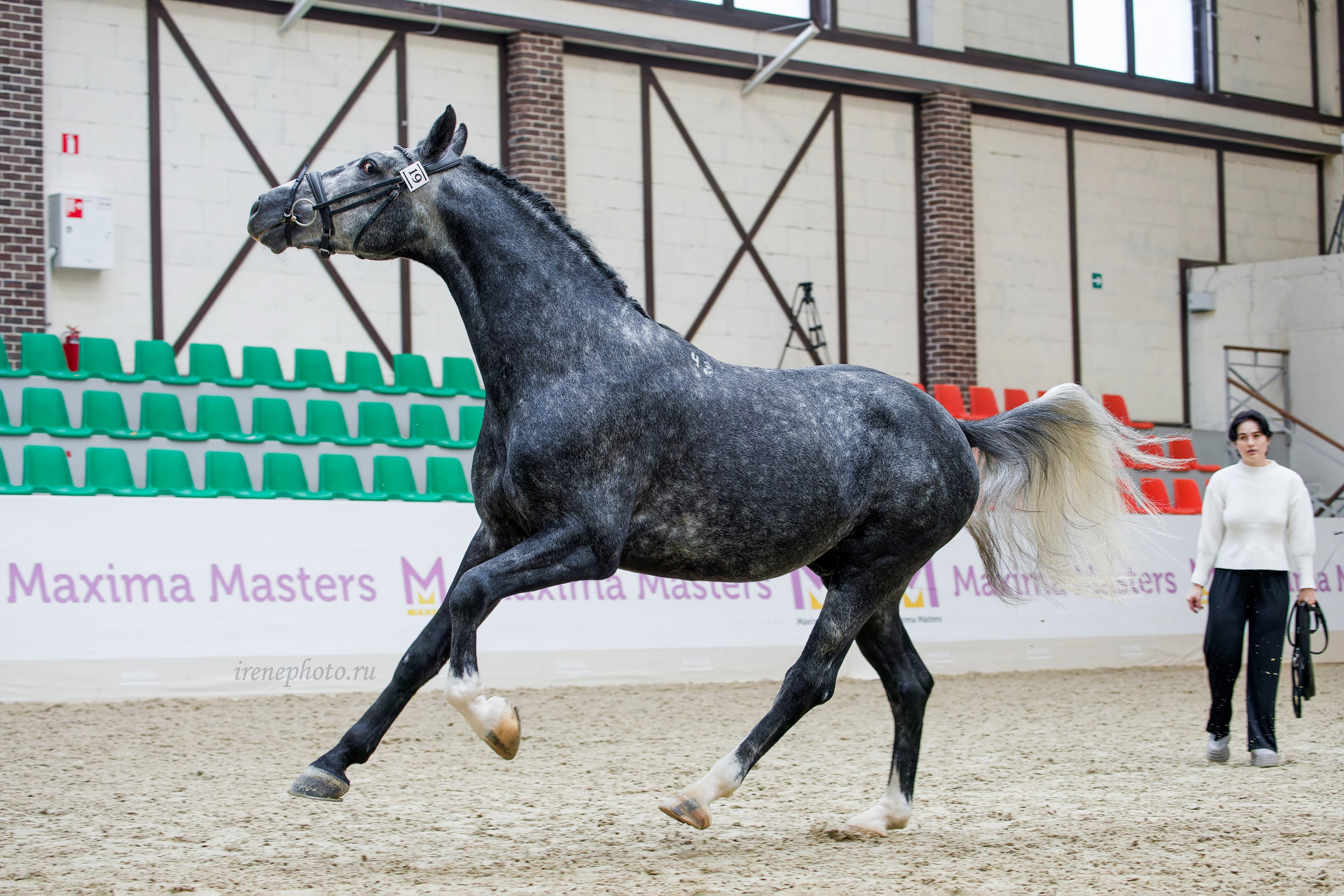 Конная Россия 2024 Оценка двигательных качеств. Irenephoto.ru