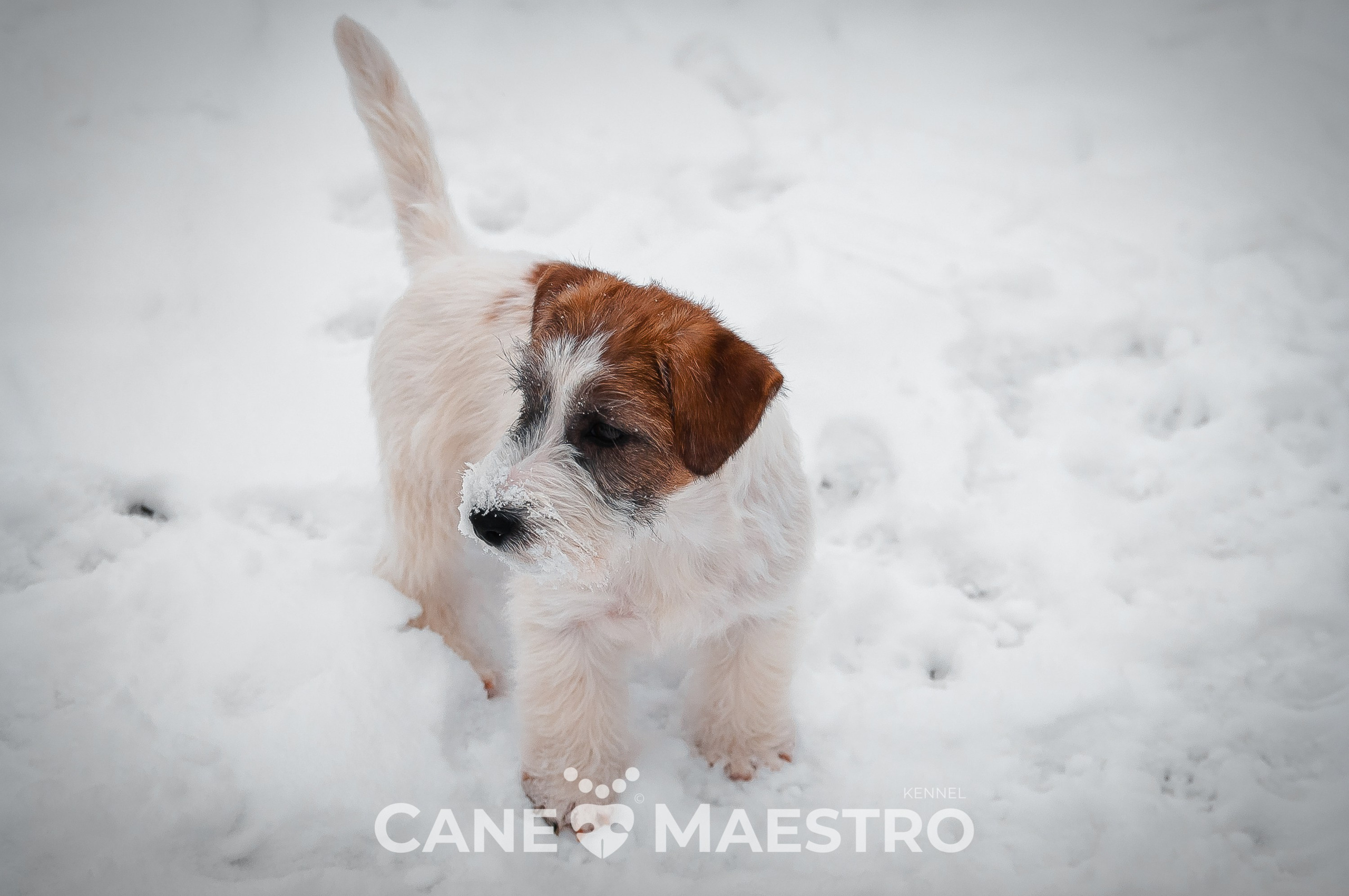 Щенок кобель ДРТ. КАНЕ МАЭСТРО — питомник Джек рассел терьеров