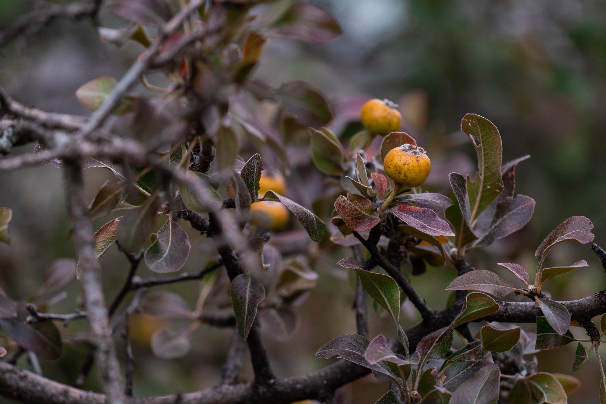 Путешествия и пейзаж. Репортажный фотограф в Красной Поляне и Сочи Павлюченко Екатерина