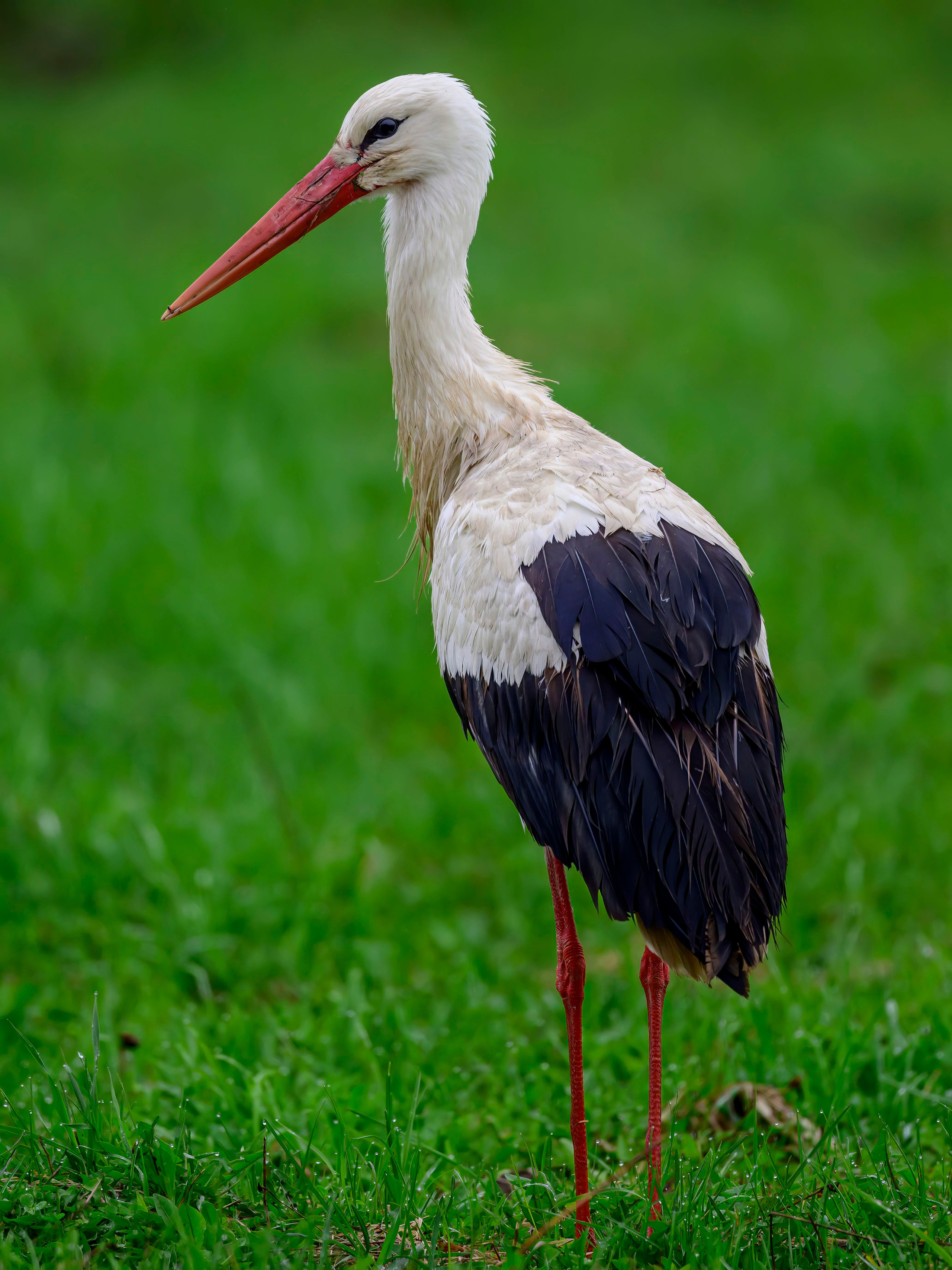 Аисты. Wildlife photography by Sergey Puponin