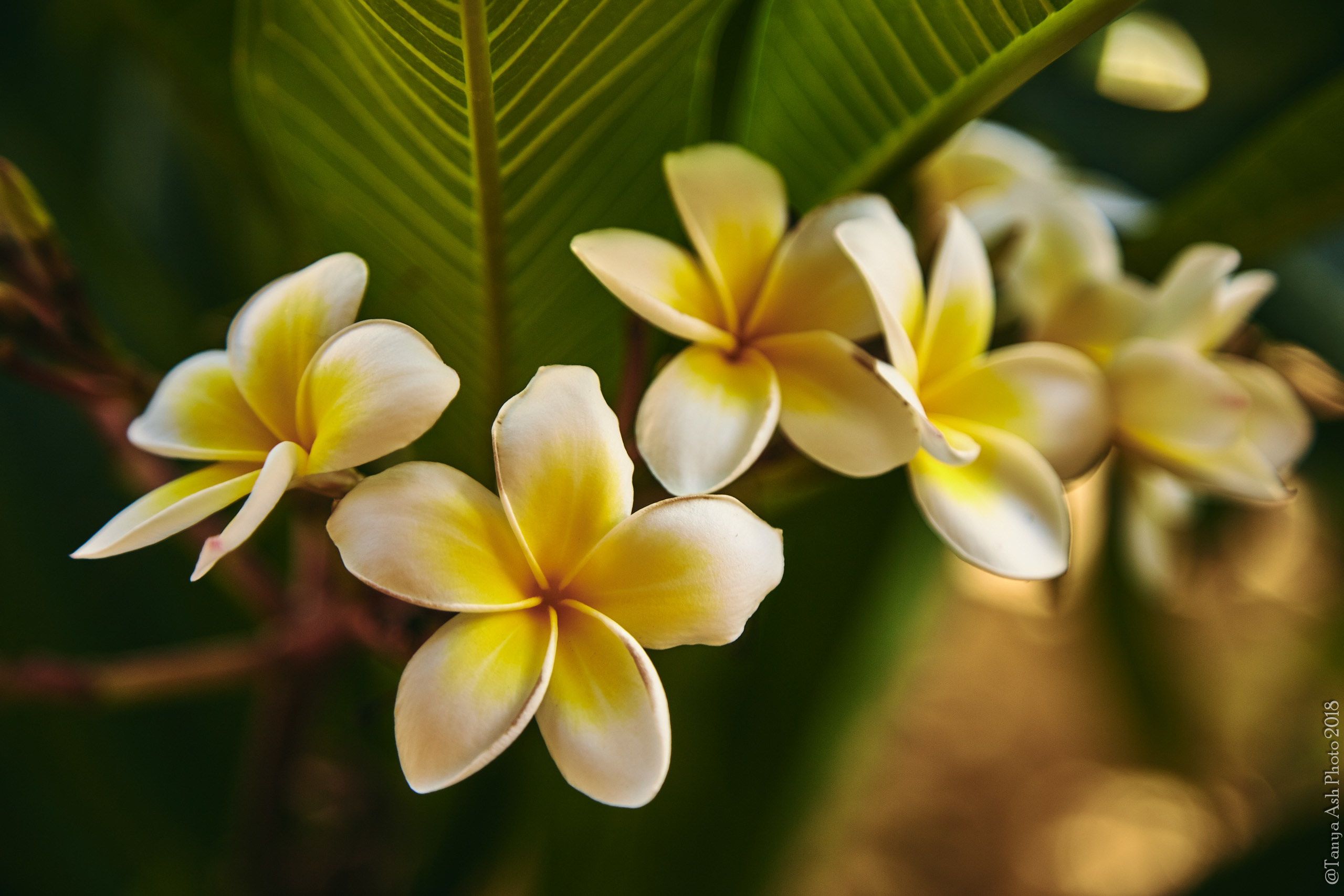 Фотографии Кипра и Пафоса. Photographer Sonkina Tatiana (Tanya Ash)