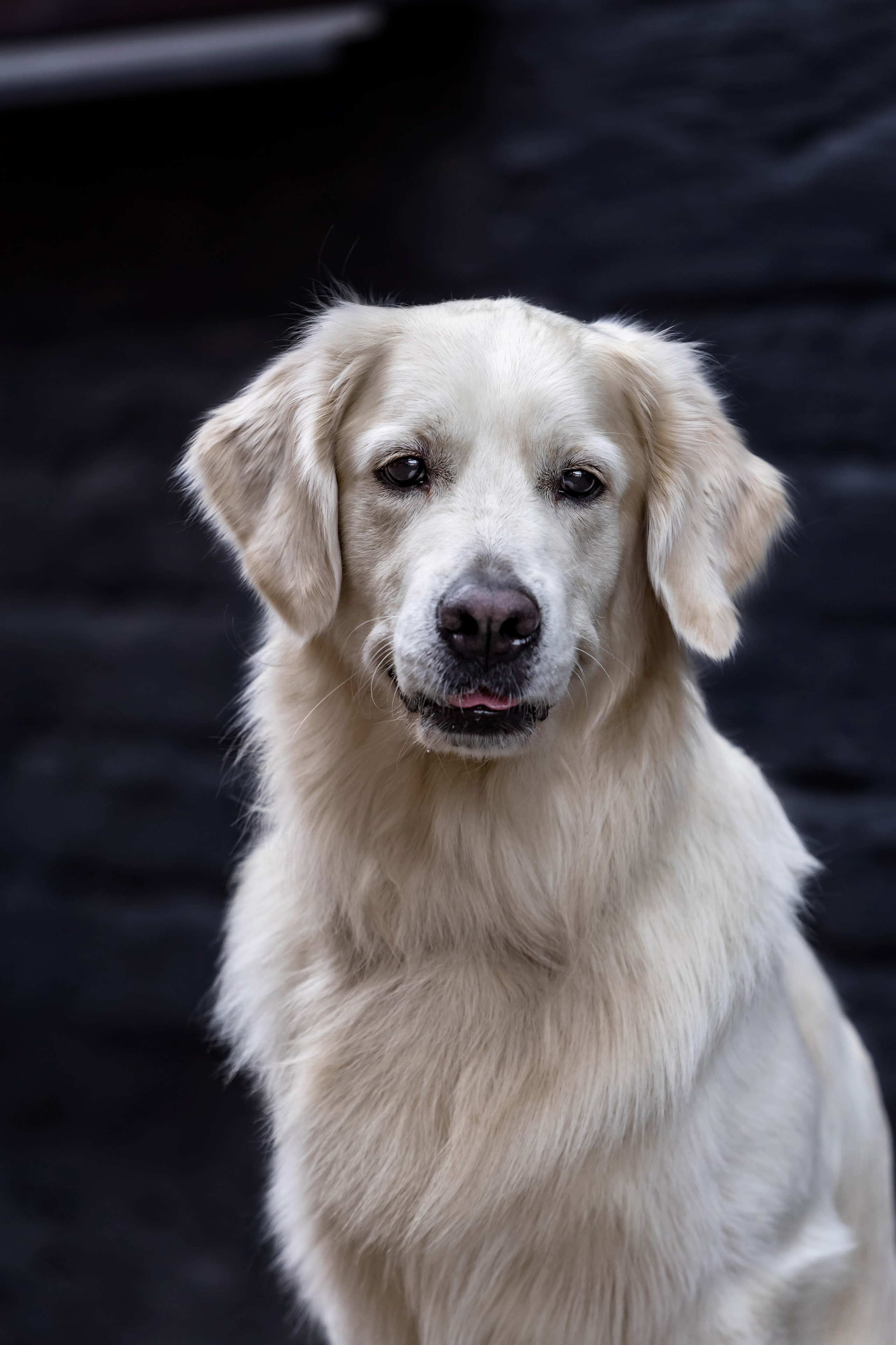 Голден. Https://moshkovaphoto.ru/