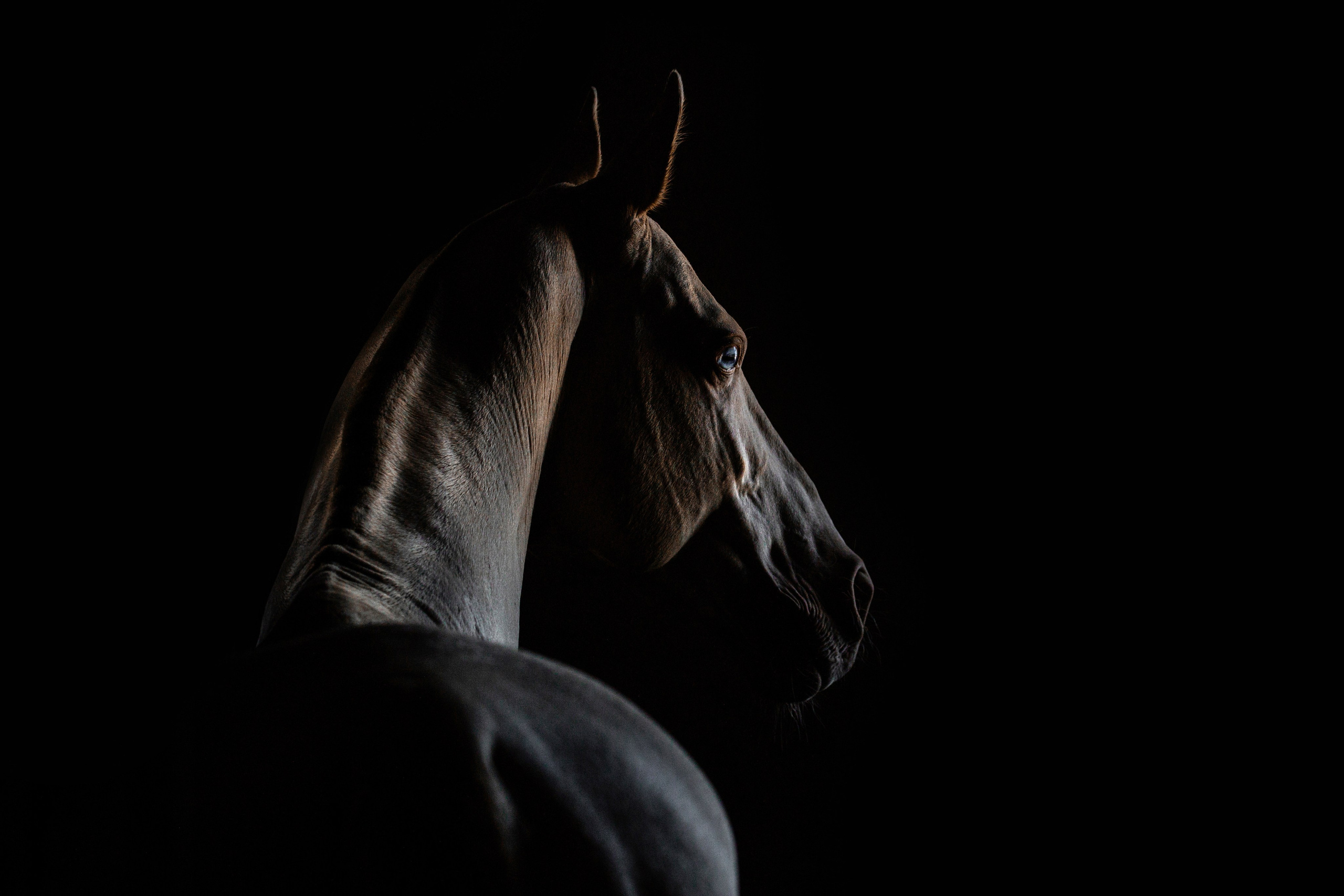 Akhalteke. Фотограф-анималист Ксендзова Кристина