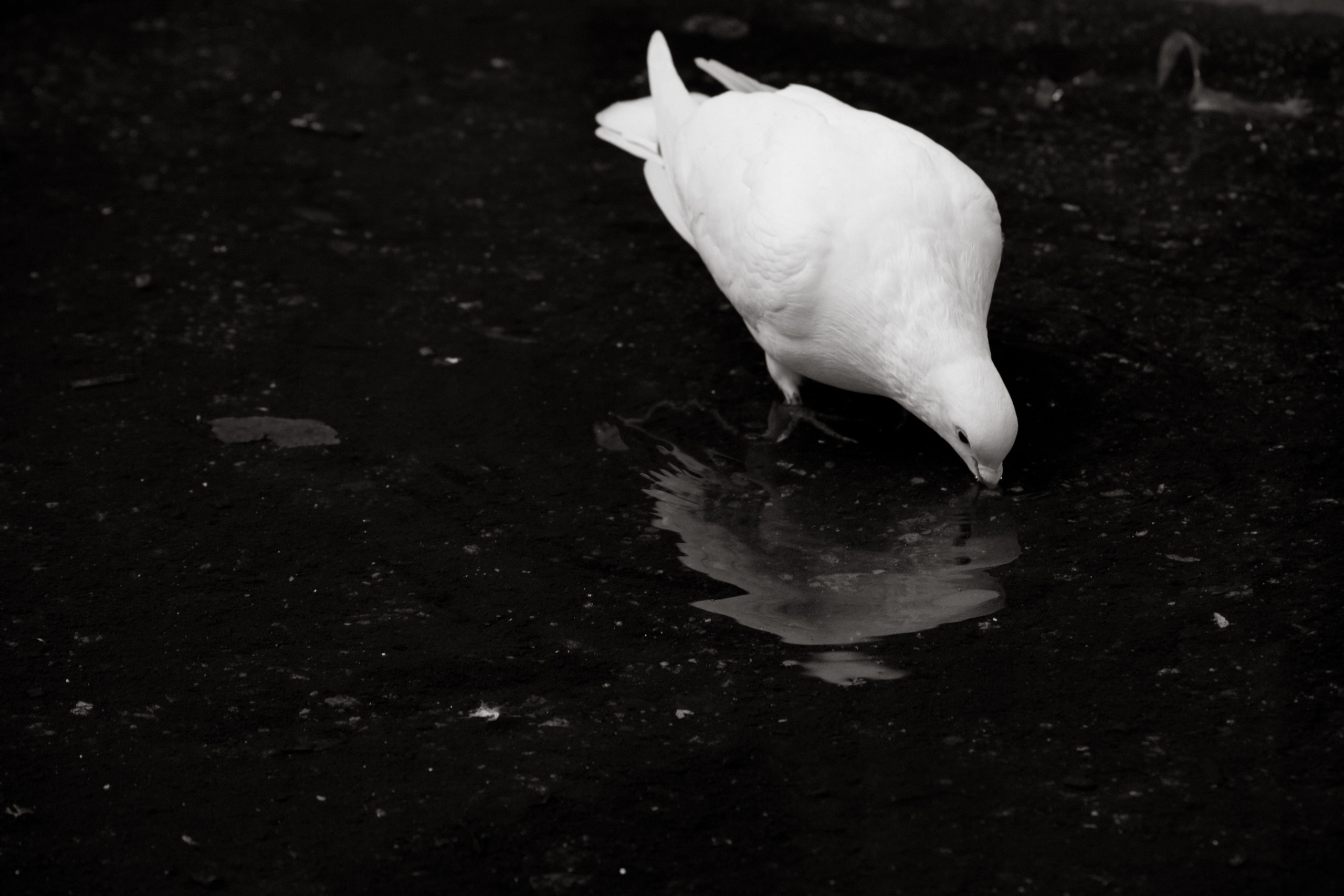 Streets of New York. Портретный фотограф в Краснодаре Валерия Матирная