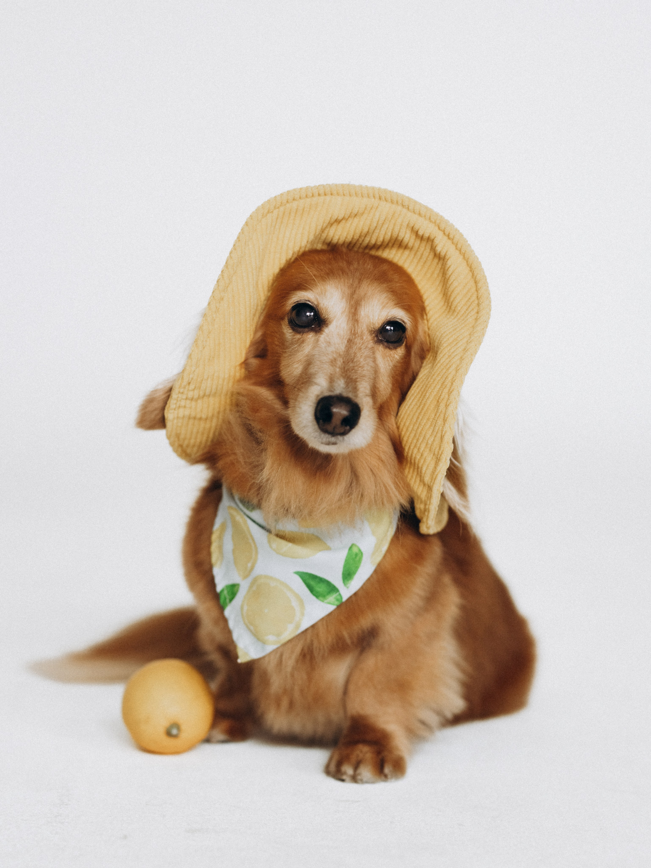 Лимон и Аня. Фотограф-анималист в Москве Кириллова Татьяна