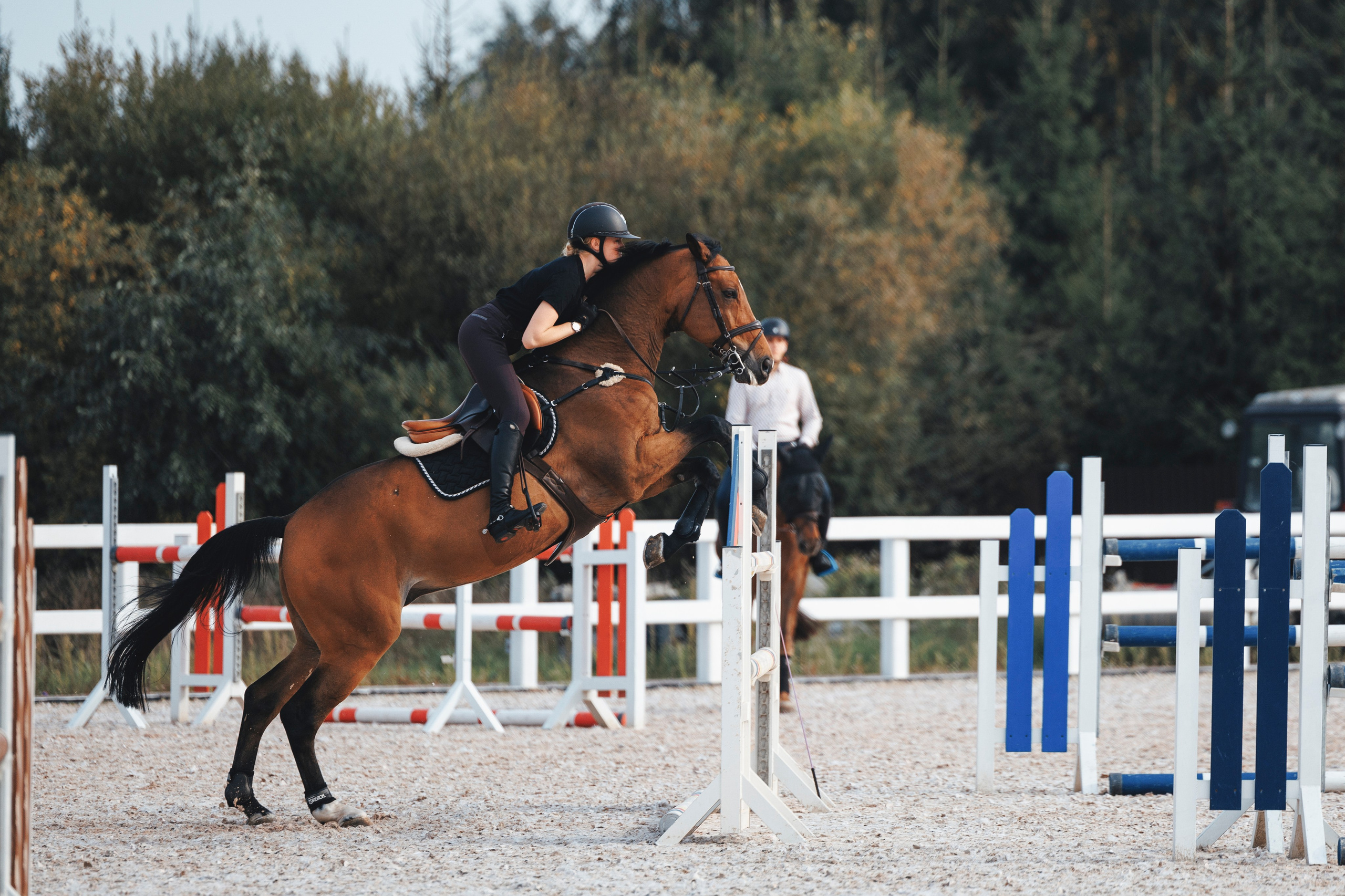 Конкур. Фотограф-анималист Анна Маринич