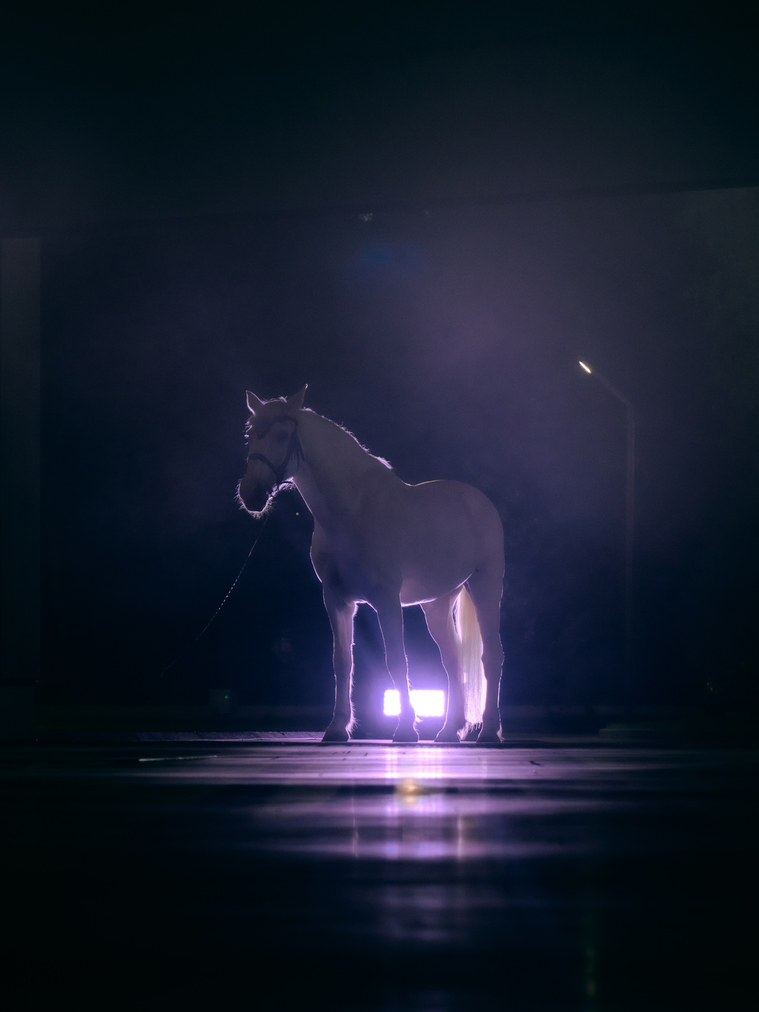 PERFORMA, The Hour of the Horse. @tomrus: Рустам Шагиморданов — фотограф