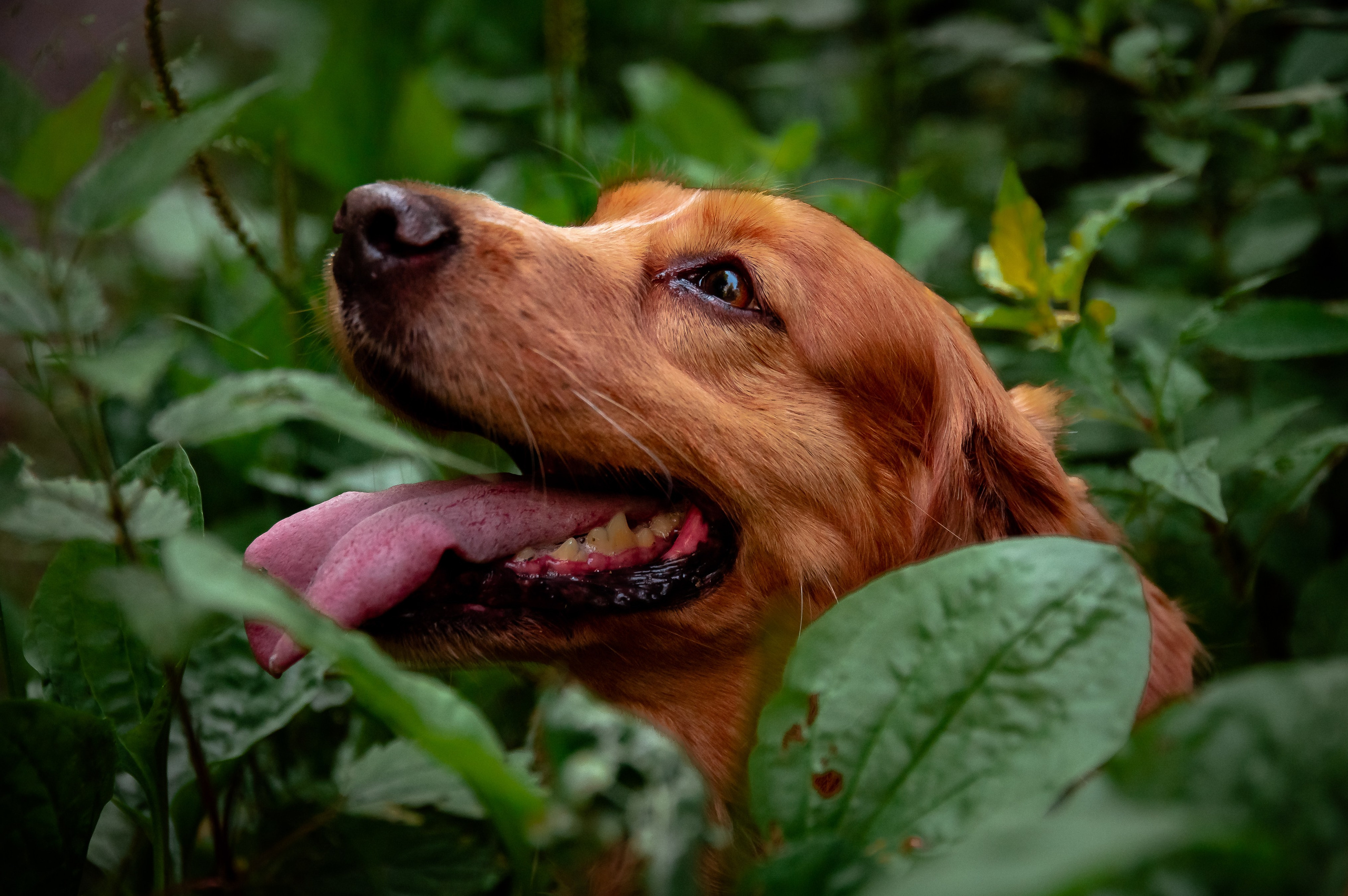 Собаки. Фотограф-анималист в Санкт-Петербурге Анастасия Иванова