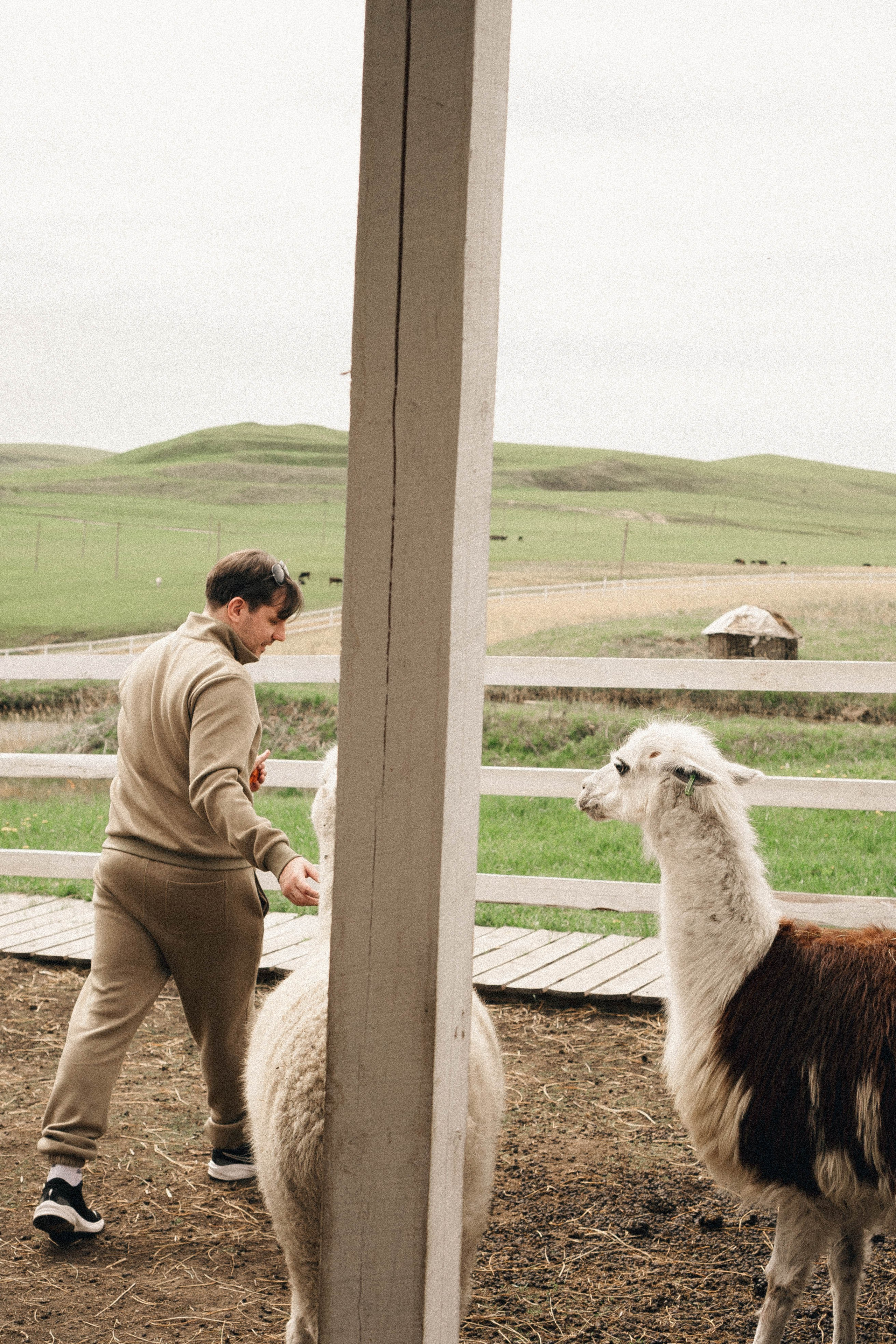 Ферма Альпак. Профессиональный фотограф, Санкт-Петербург — Виктория Богомолова