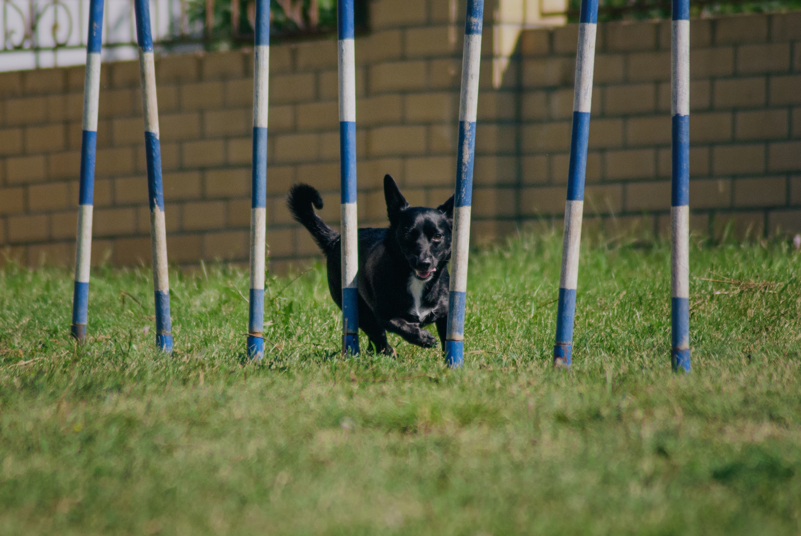 Аджилити. Фотограф в Тюмени Лизавета Сапицкая
