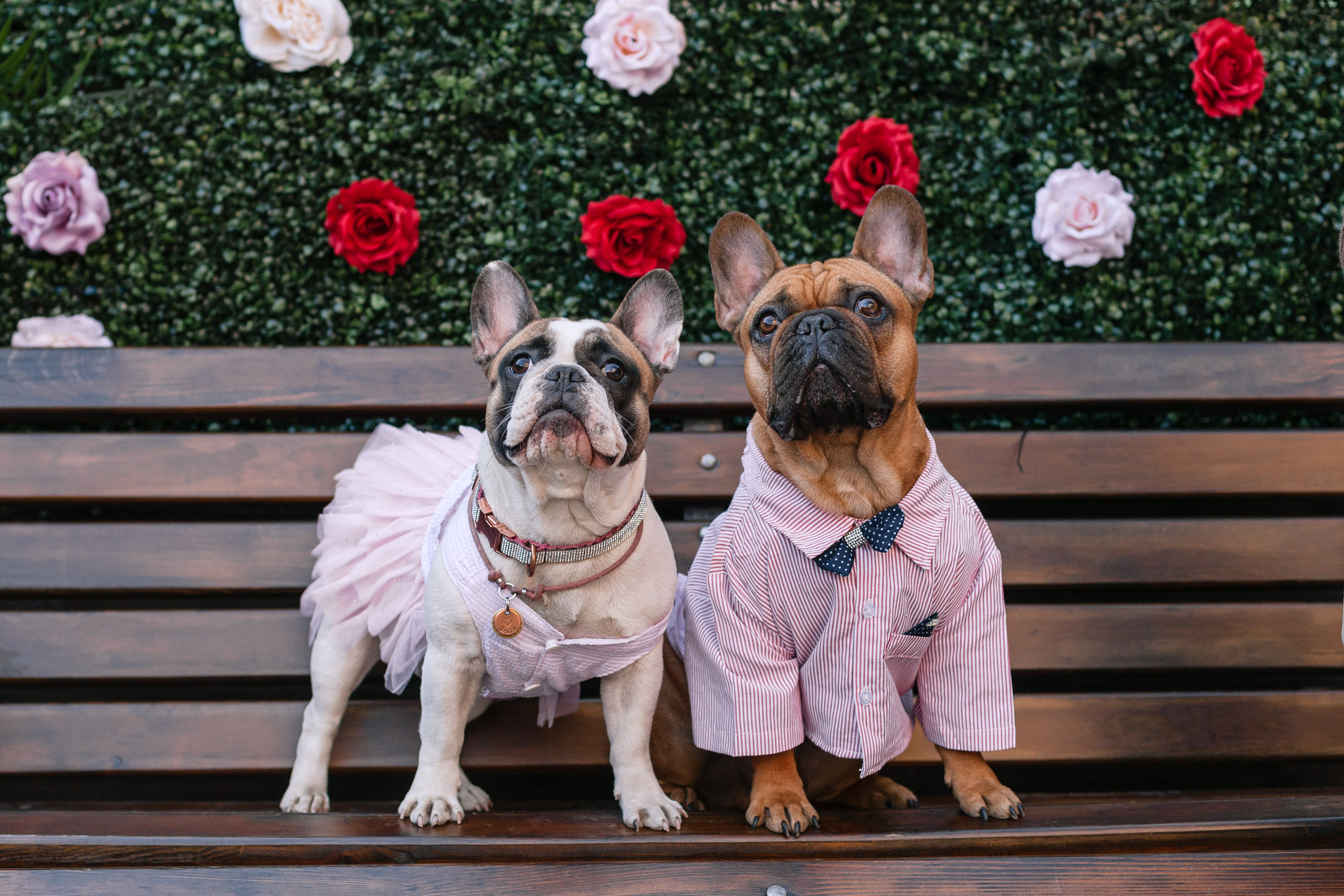 Бульбалл 23.04.2023. Фотограф-анималист Татьяна Степанова