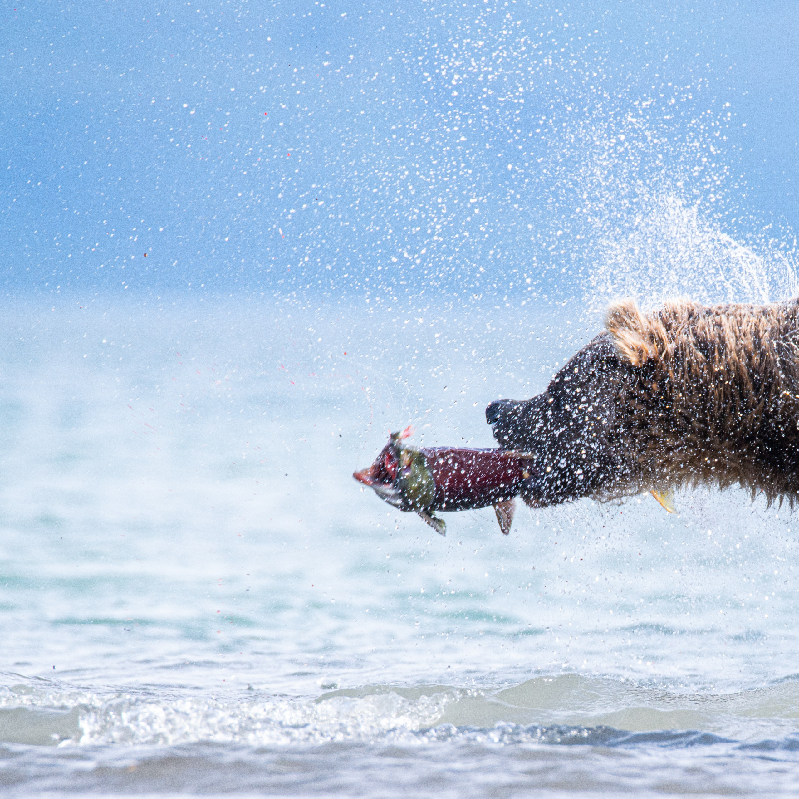 Камчатка — земля медведей. Игорь Иванко — Репортажный и событийный фотограф. Москва