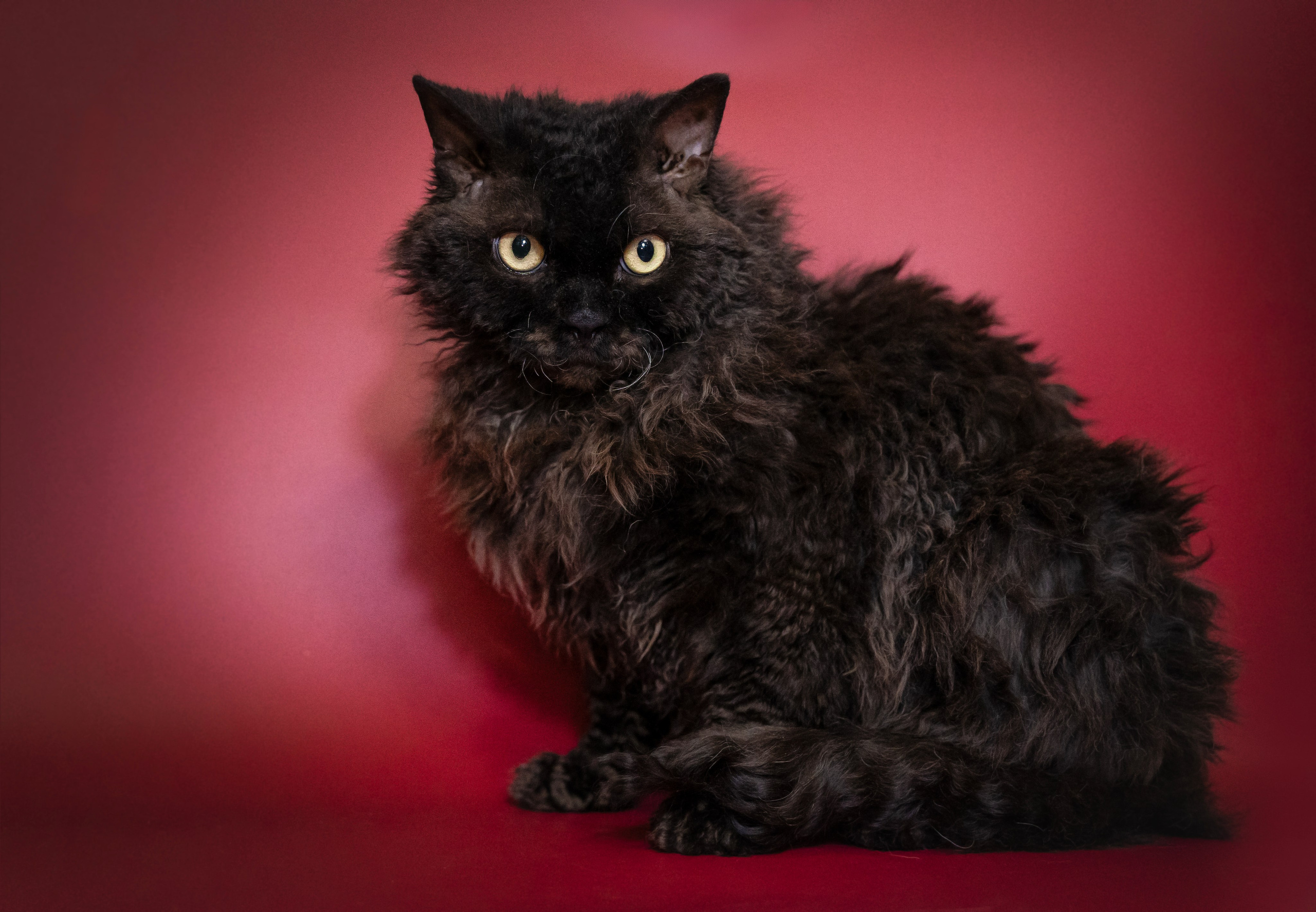 Котики. Семейный фотограф анималист г. Находка