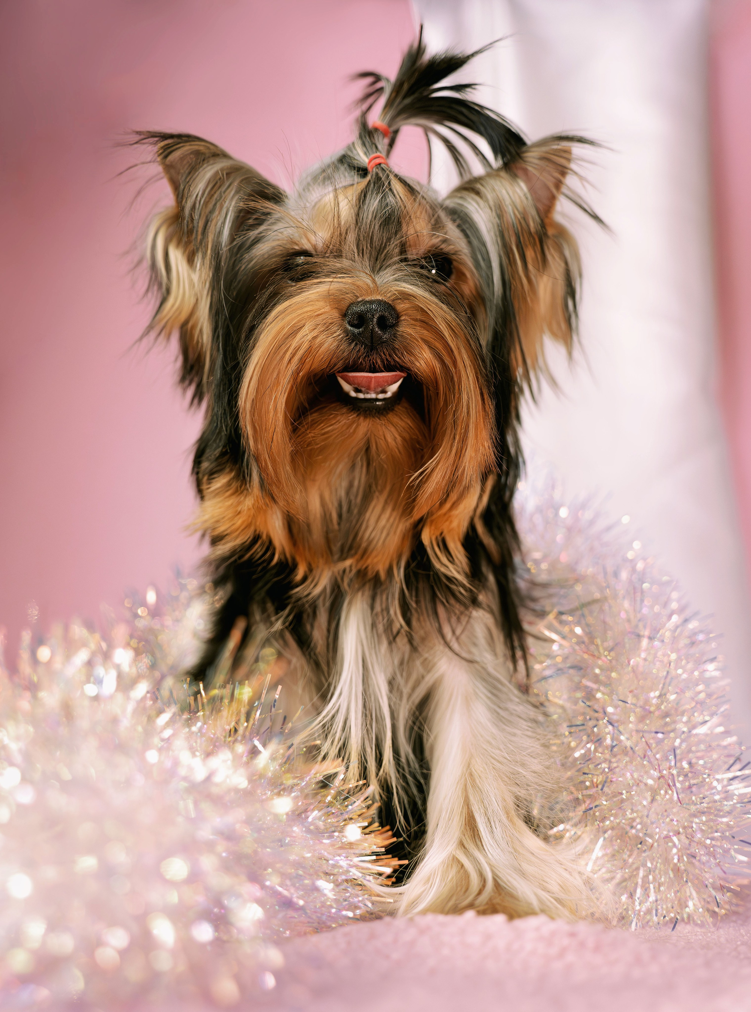 Малышка йорк Никуша. Семейный фотограф анималист г. Находка