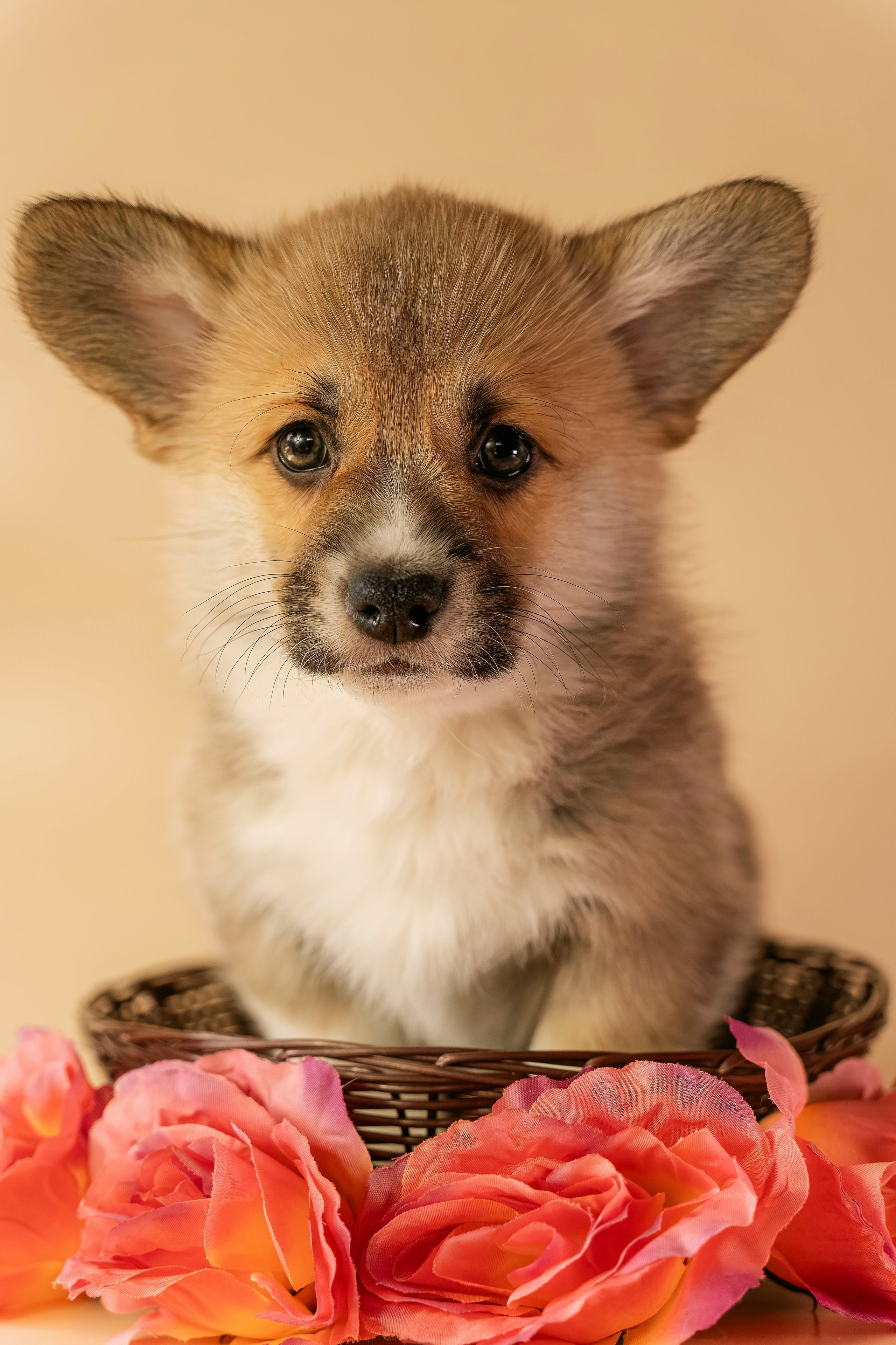 Щенки. Семейный фотограф анималист г. Находка