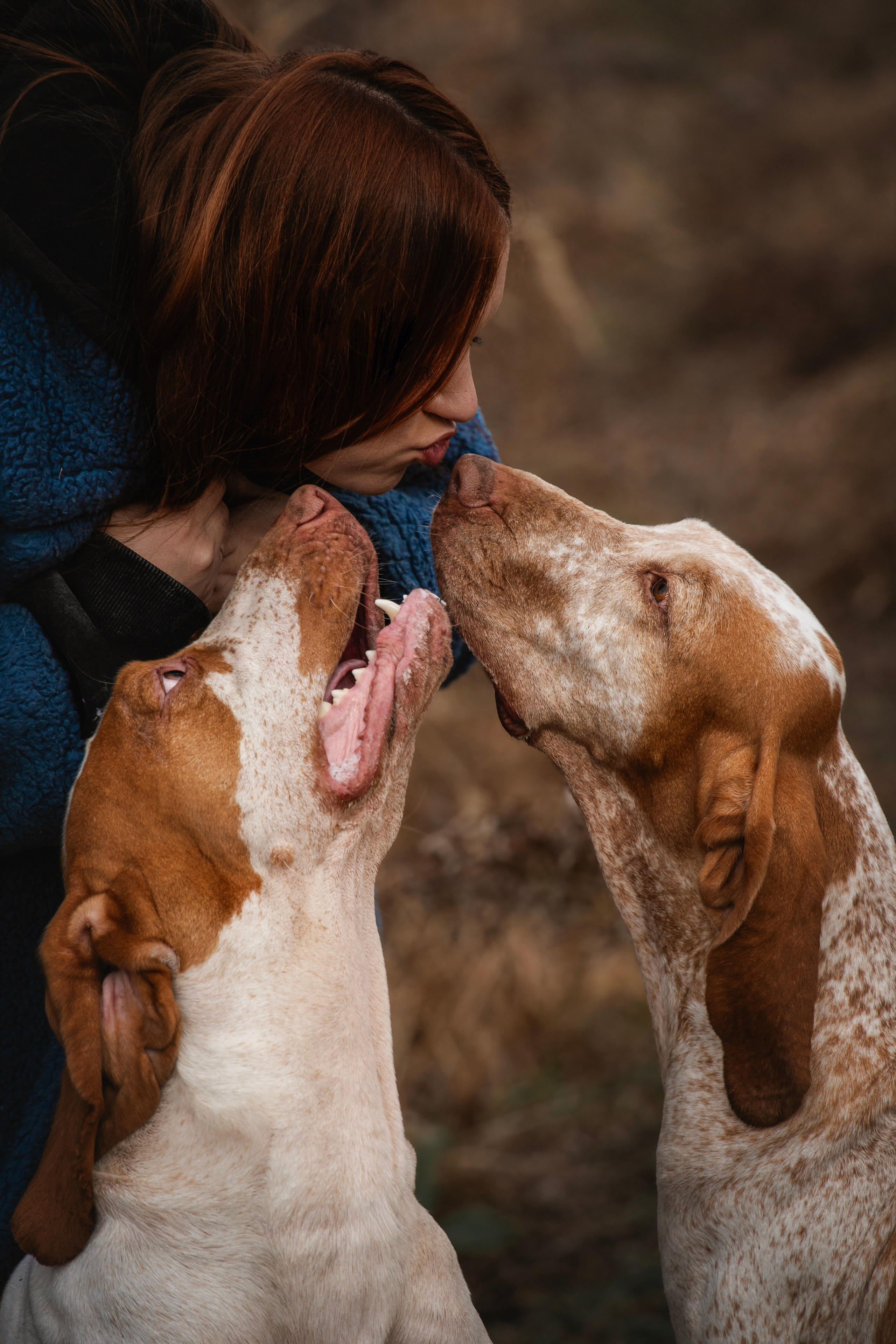Итальянский бракк Стеша и Любомир. Семейный фотограф анималист г. Находка