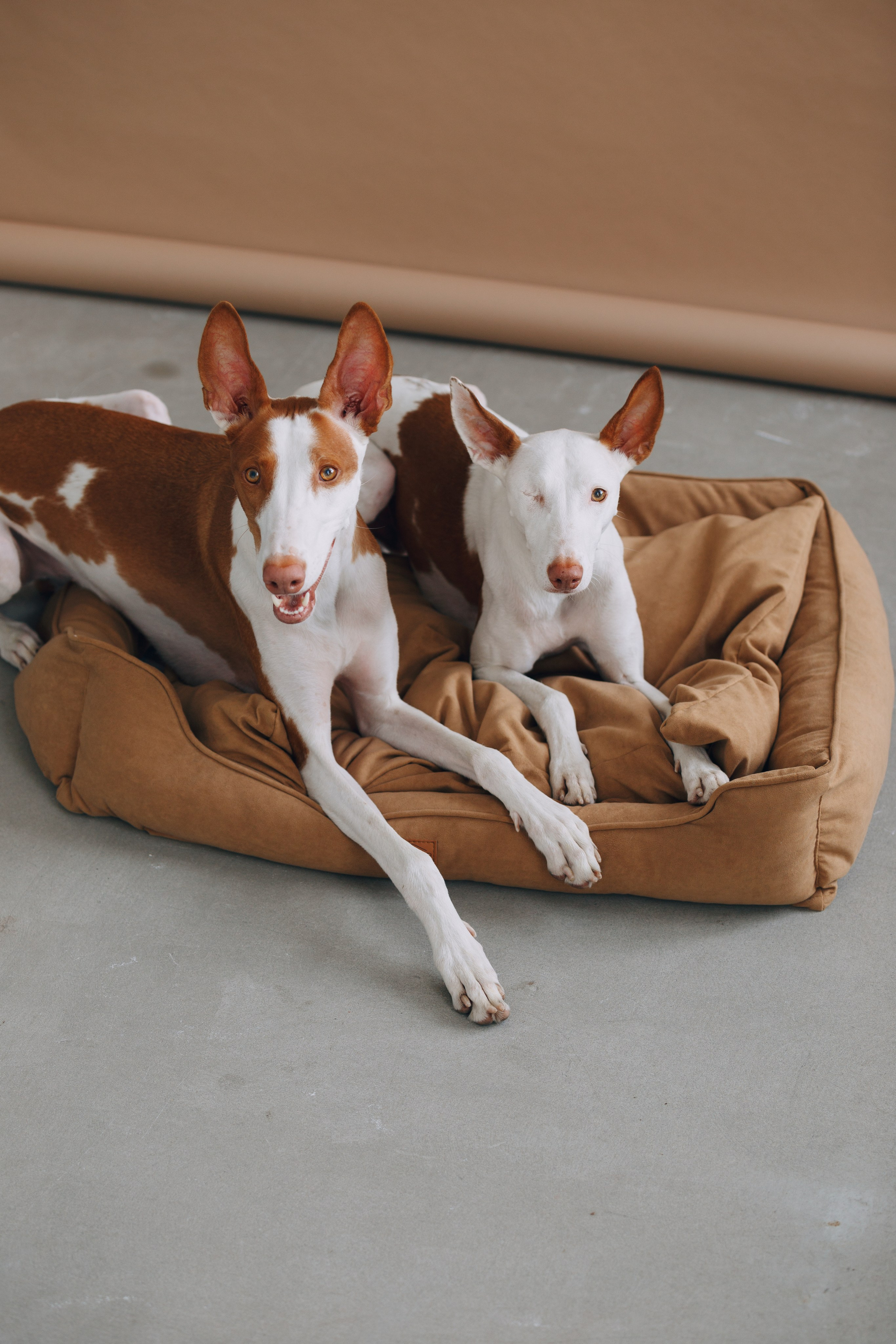 Boonwood Pets лежанки для животных. Фотограф анималист Кристина Карпова, Москва